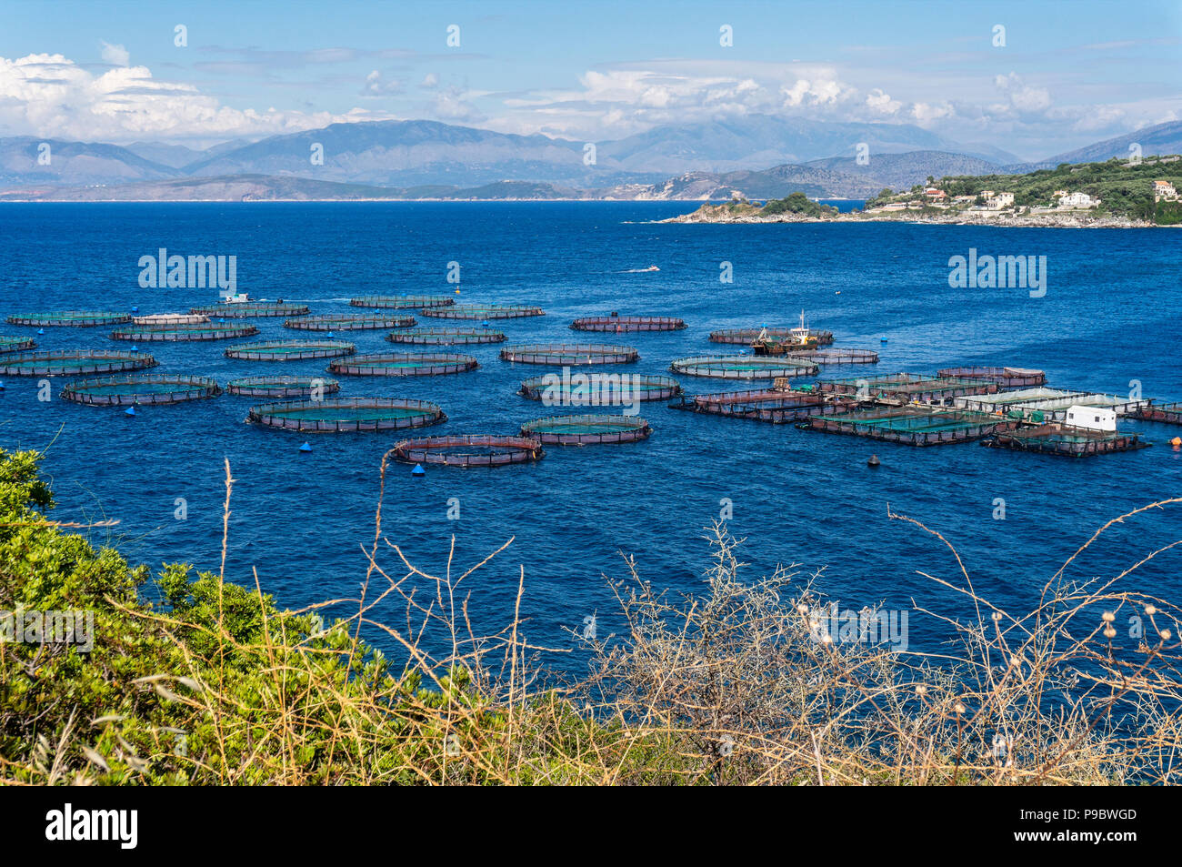 Acquacoltura in una baia sull'isola greca di Corfù Foto Stock