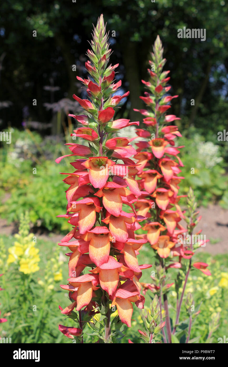 Digitalis Hybrid "miele tromba' - famiglia Plantaginaceae Foto Stock