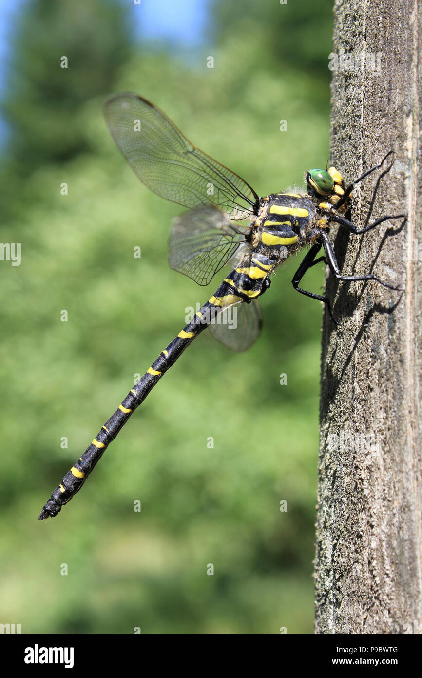 Golden inanellato Dragonfly Cordulegaster boltonii Foto Stock
