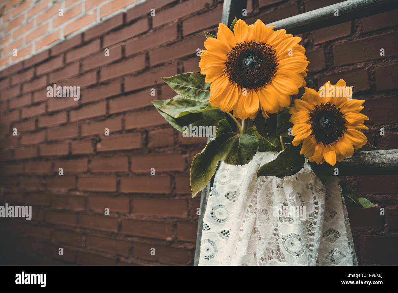 Due campi di girasoli e tessuto di pizzo su la scaletta di legno di fronte a un muro di mattoni Foto Stock