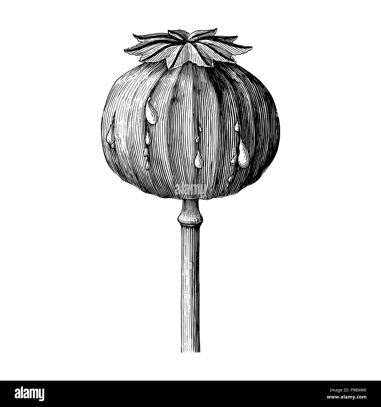 Papavero disegno a mano vintage clip art isolati su sfondo bianco Illustrazione Vettoriale