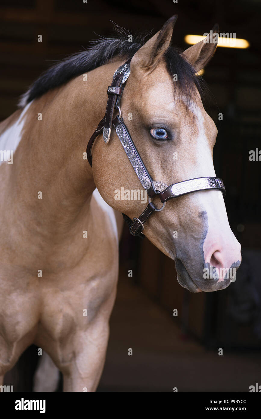 Un cavallo di vernice in piedi in un granaio. Foto Stock