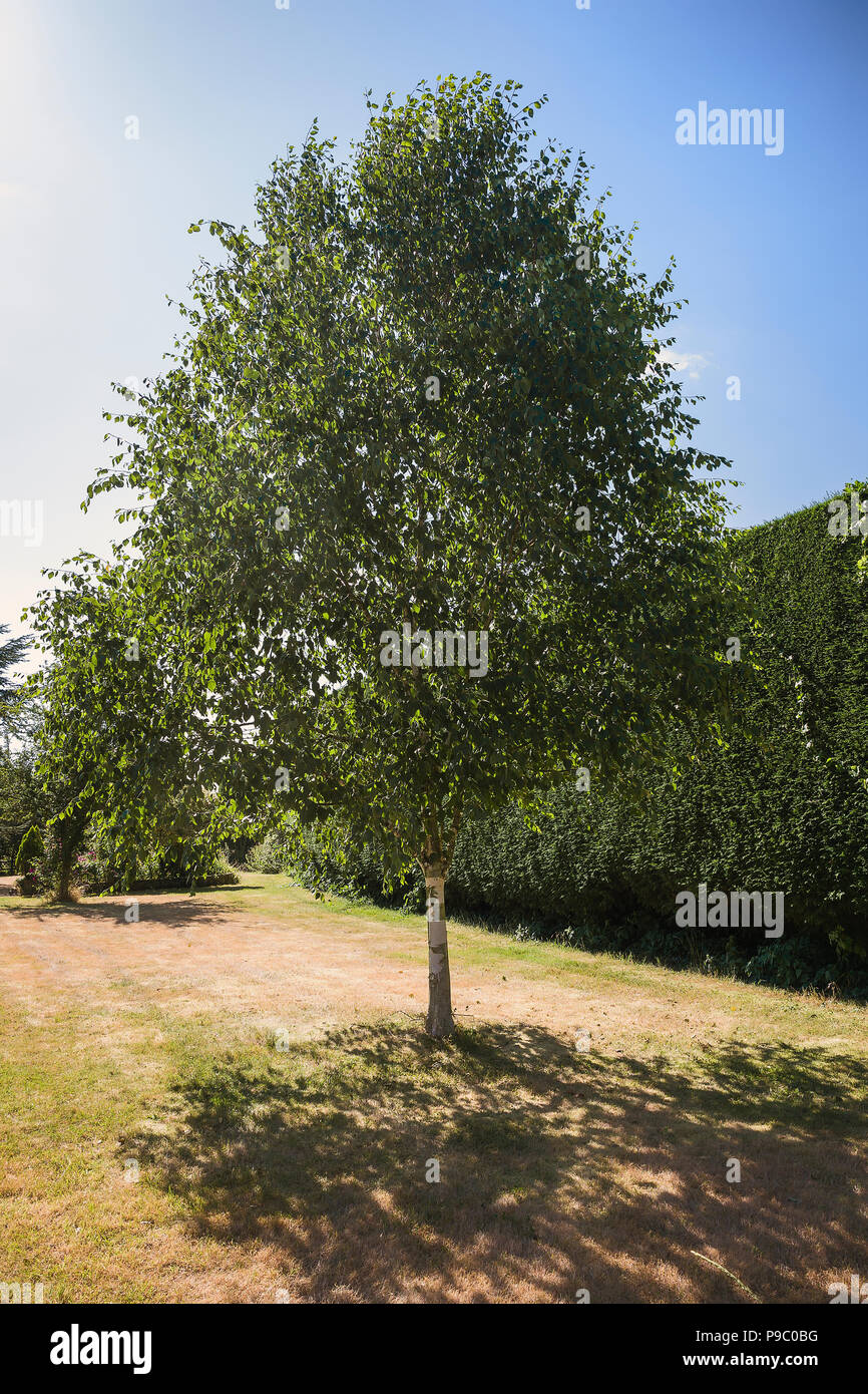 Betula utilis jacquemontii Silver Shadow in foglia completa in estate in un giardino inglese nel Regno Unito Foto Stock