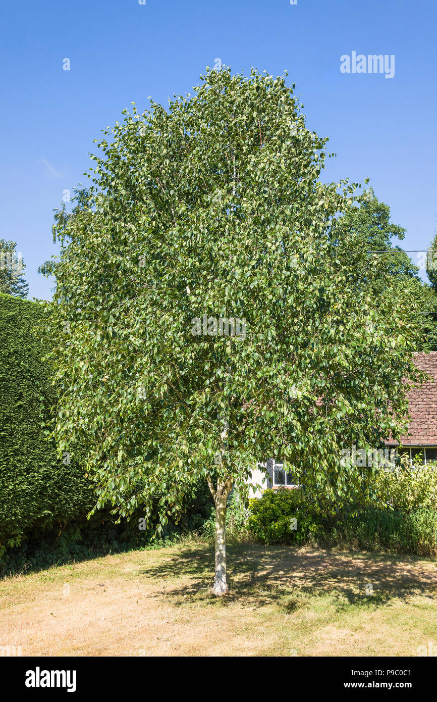 Betula utilis jacquemontii Silver Shadow in foglia completa in estate in un giardino inglese nel Regno Unito Foto Stock