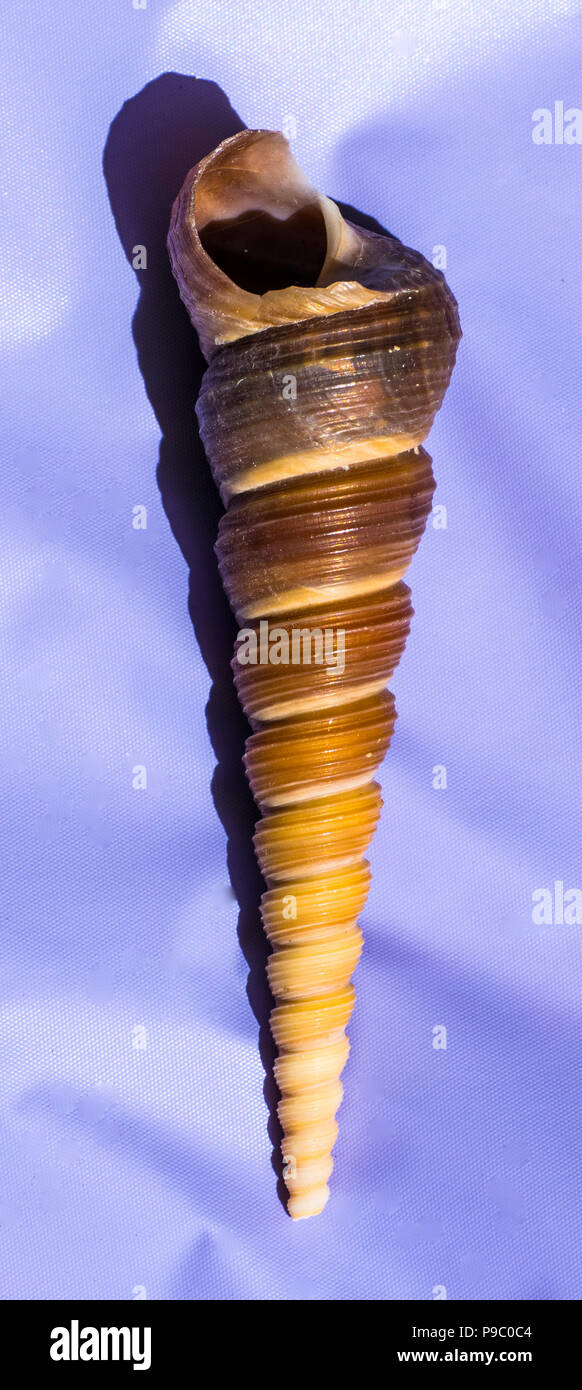 Una grande conchiglia a torretta da Masirah Island, Oman, Oceano Indiano - viene visualizzato su un cobalto sfondo blu Foto Stock