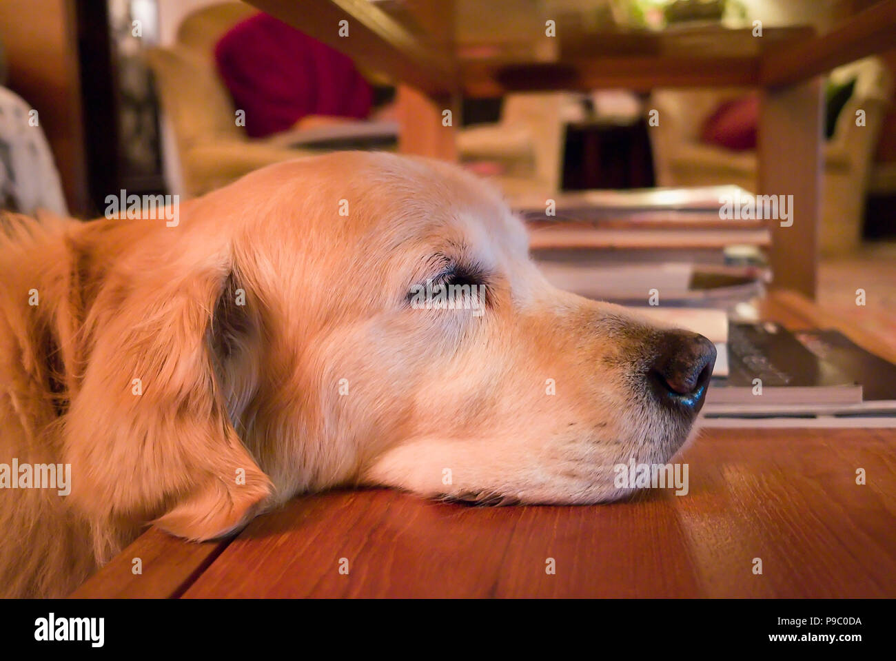 Il golden retriever cane è cresciuto stanchi di guardare la televisione e di addormentarsi NEL REGNO UNITO Foto Stock