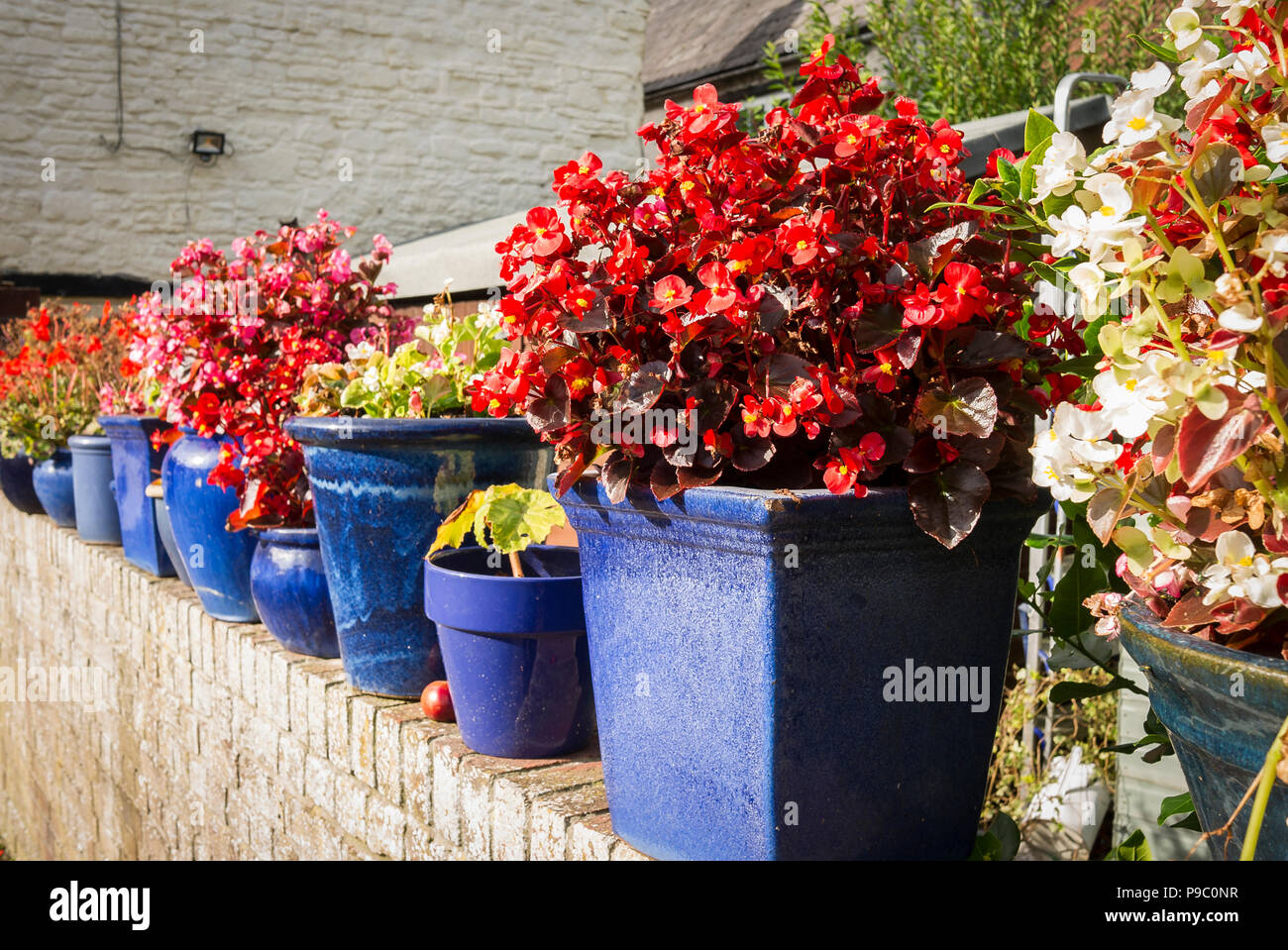 Una raccolta di ceramica blu di piantatrici riempito con rosa e rosso begonie su una parete in una piccola città giardino nel Regno Unito Foto Stock