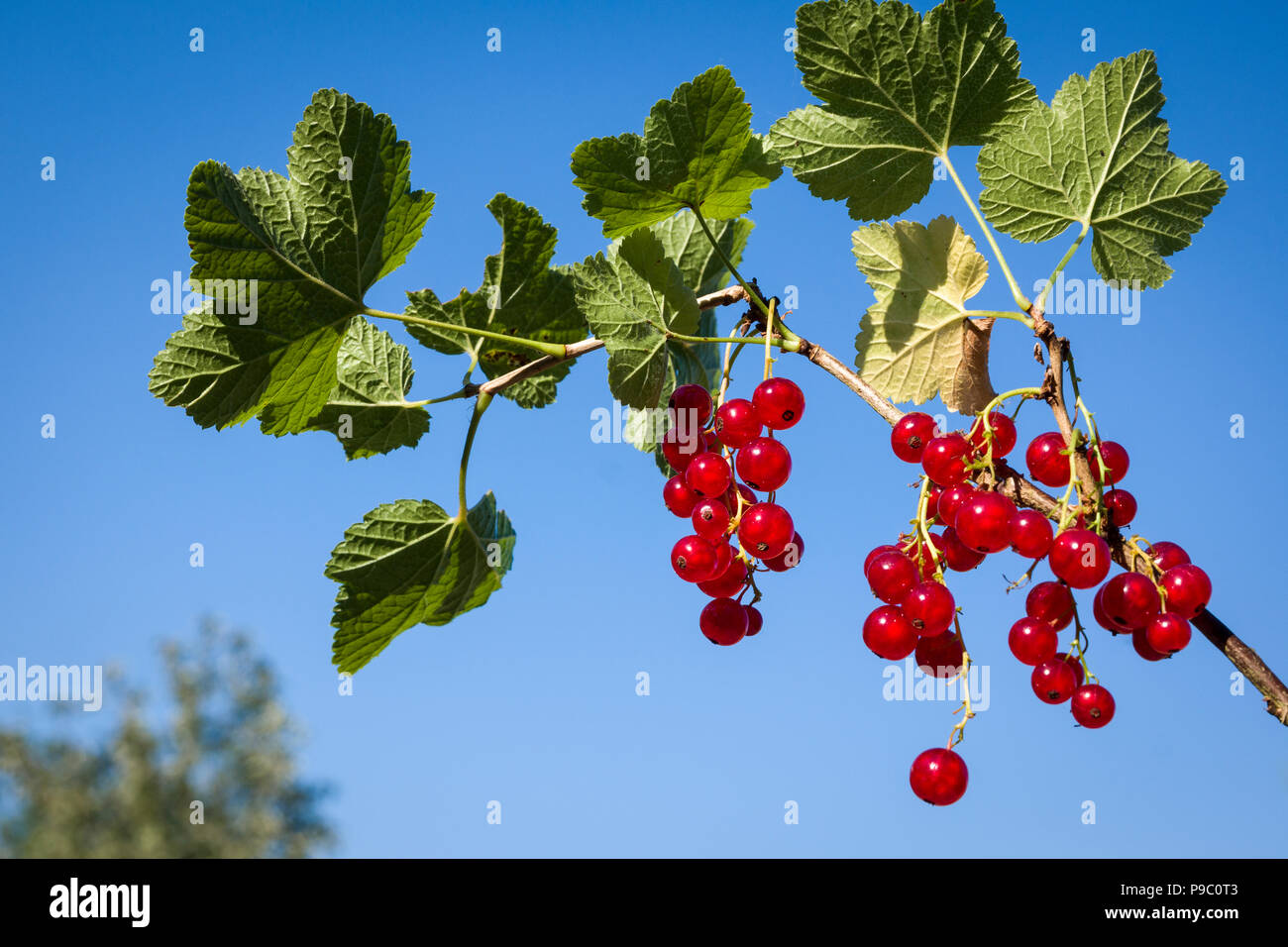 Mature ribes rosso Rovada contro un cielo blu nel Regno Unito Foto Stock