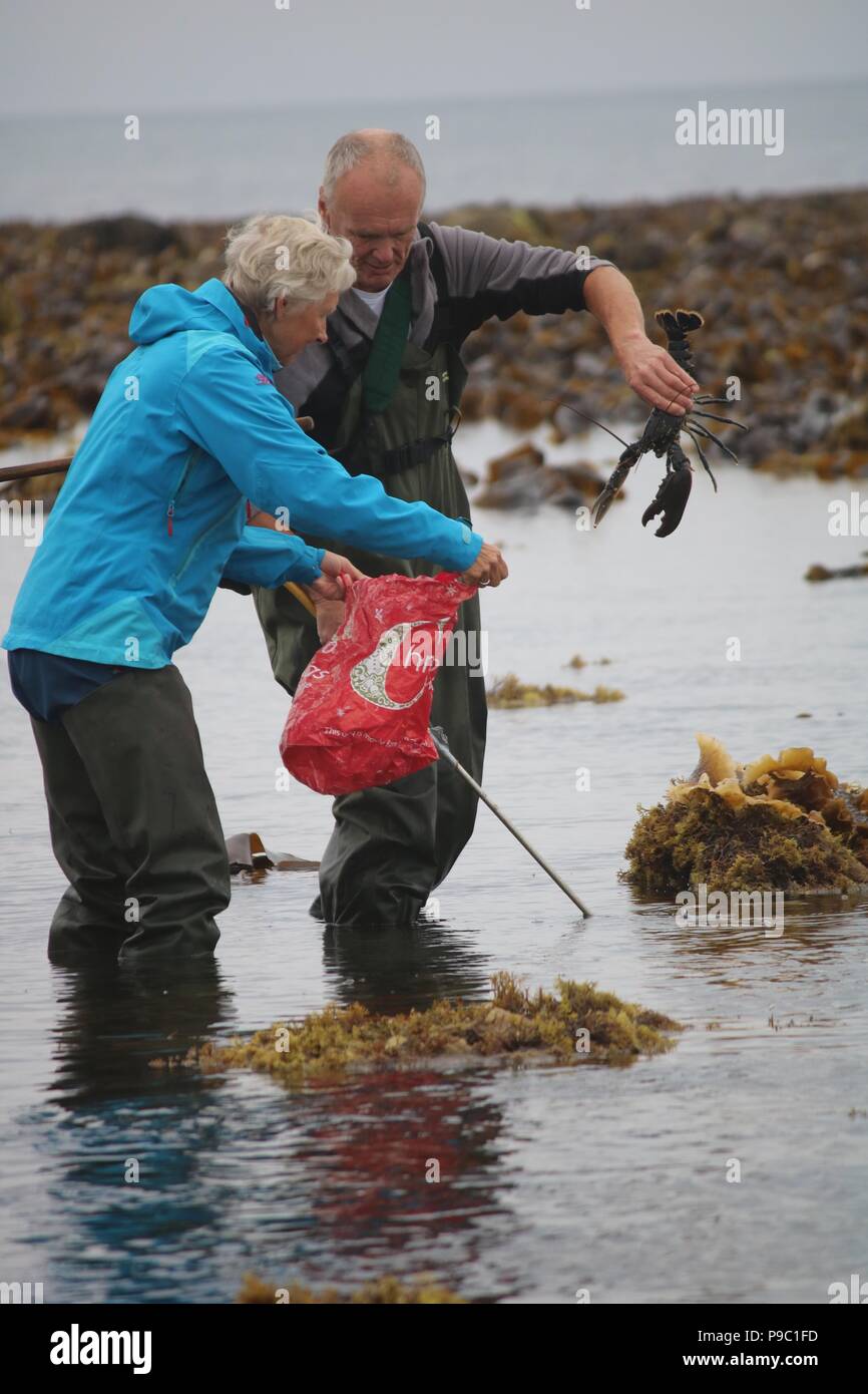 Pensionati di foraggio per l'astice in riva al mare in Dumfries and Galloway, Scozia Foto Stock