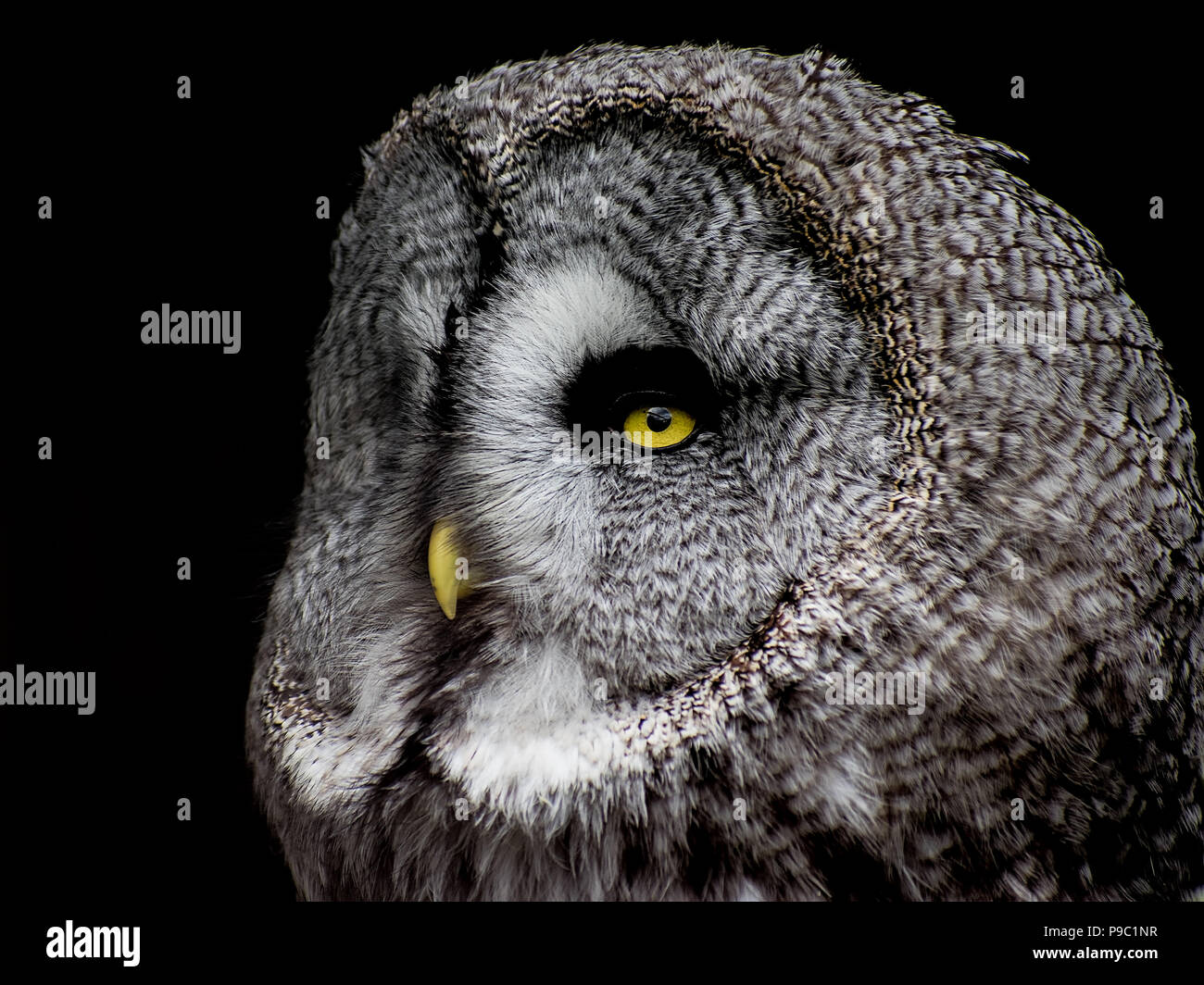 Il Majestic grande gufo grigio Foto Stock