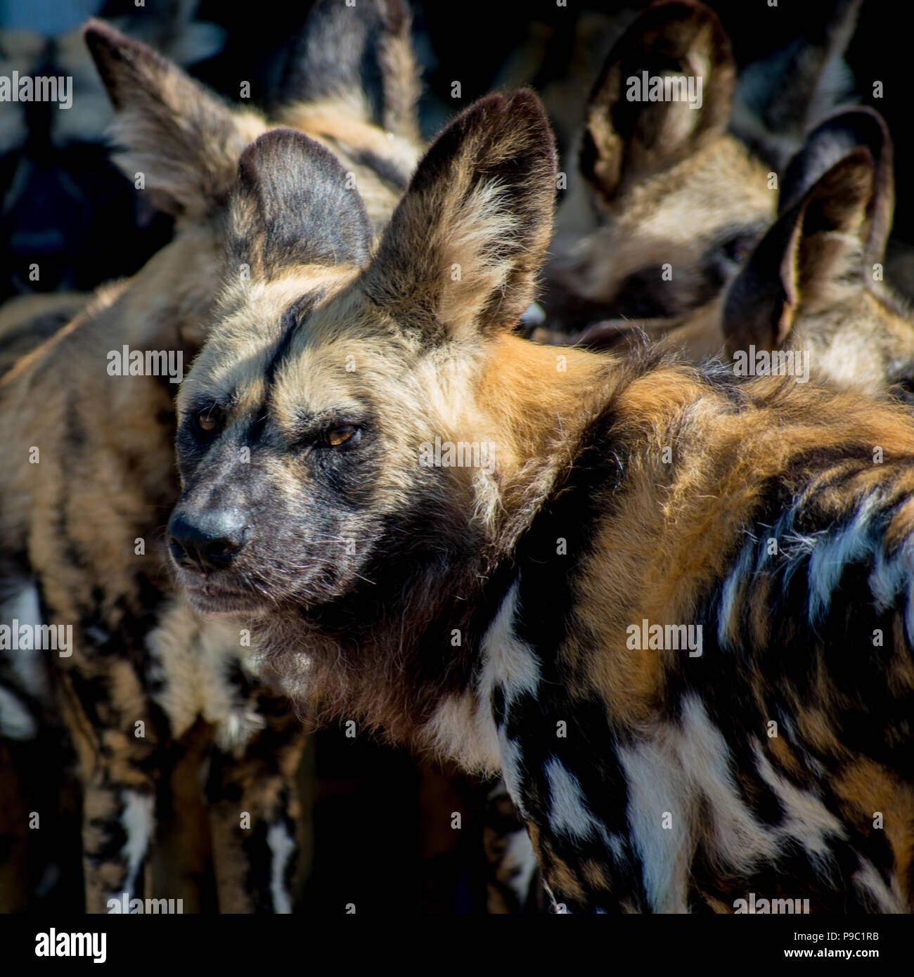 Conservazione degli Africani cani selvatici Foto Stock