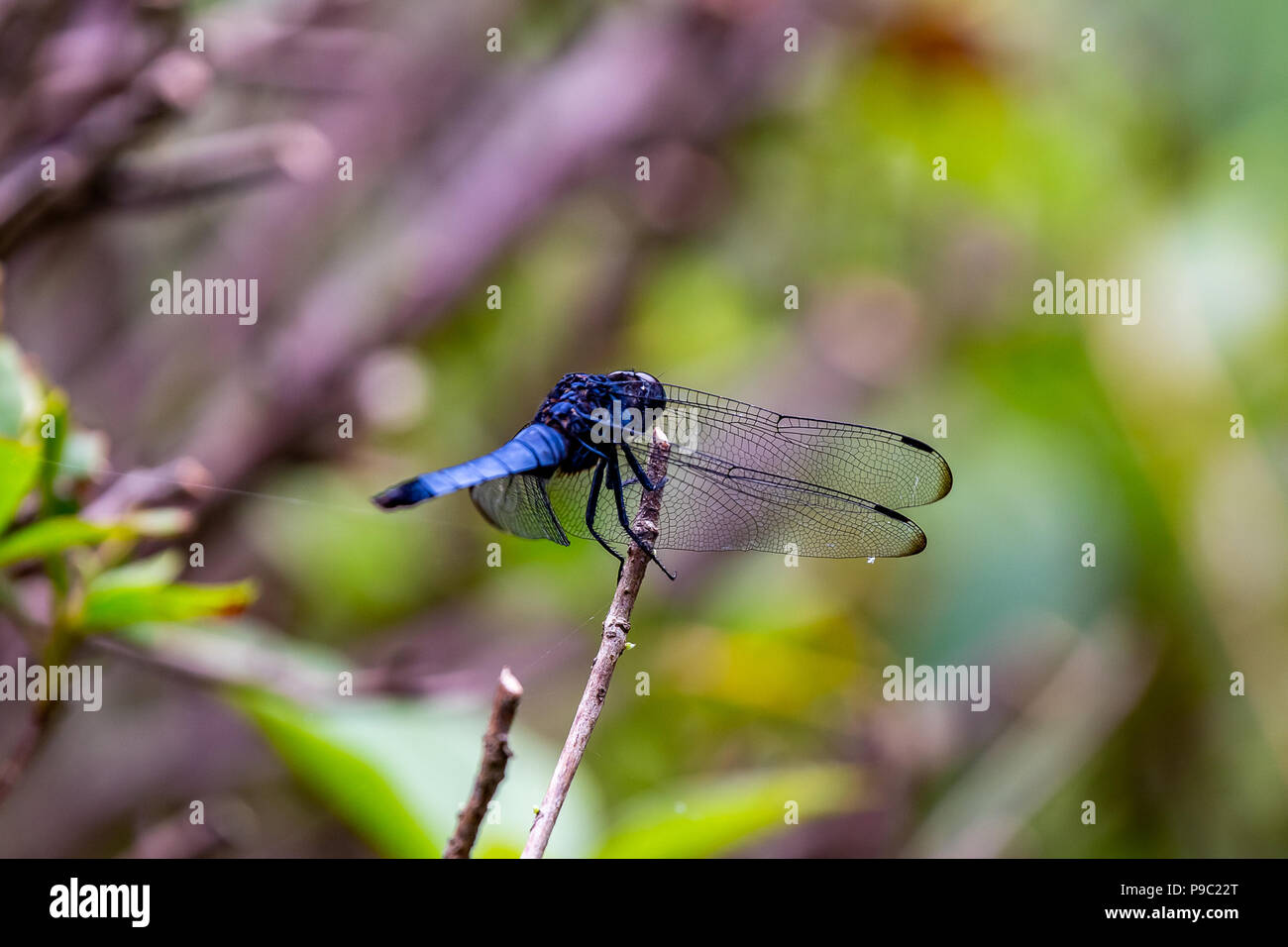 Una tenuta di ripresa macro di un blu a forma di libellula giapponese poggia su una piccola bussola in un parco forestale in Machida Foto Stock