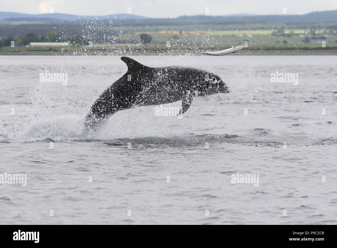 Il tursiope o delfino maggiore (Tursiops truncatus) inseguono/caccia un salmone in Moray Firth, Chanonry Point, Scotland, Regno Unito Foto Stock