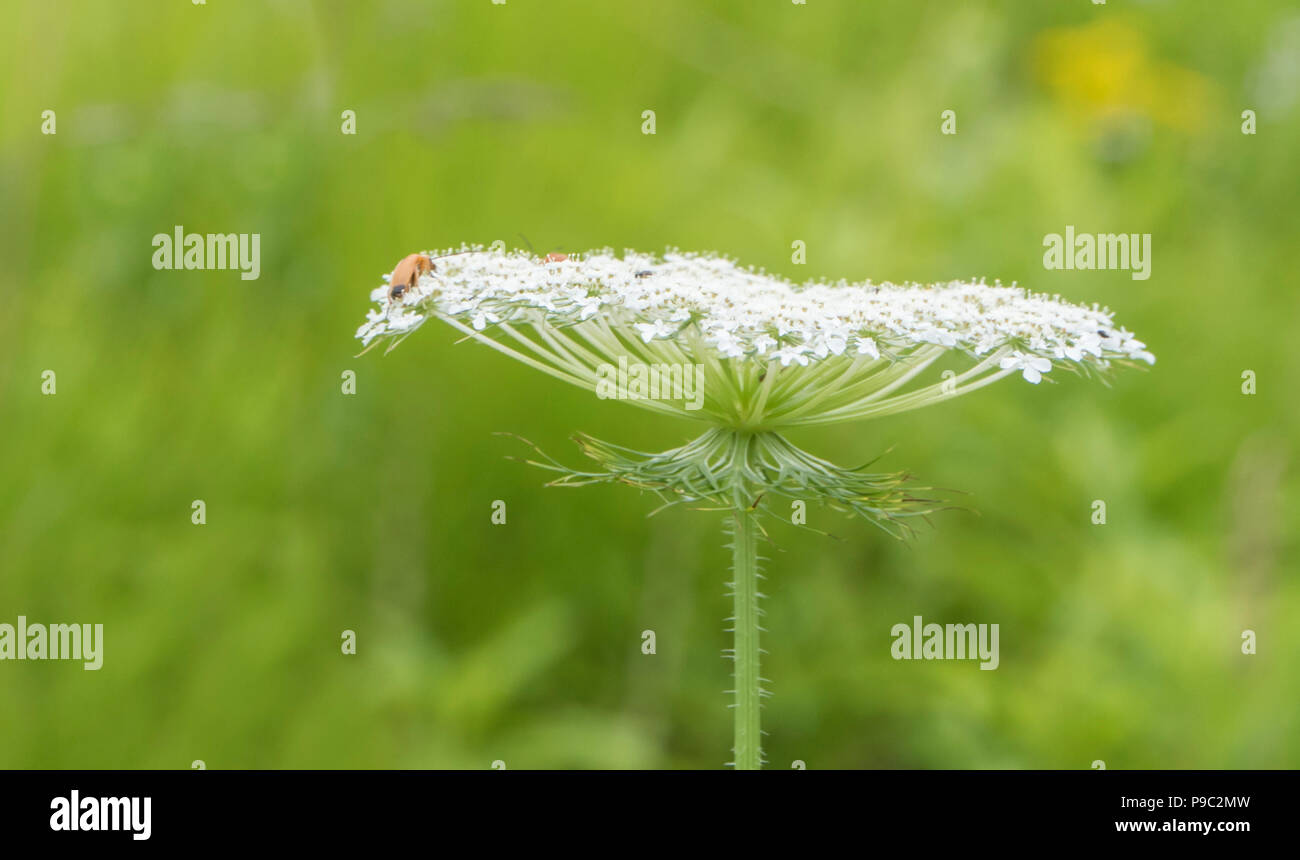 Insetto sul fiore bianco. Verde prato sfondo neutro Foto Stock