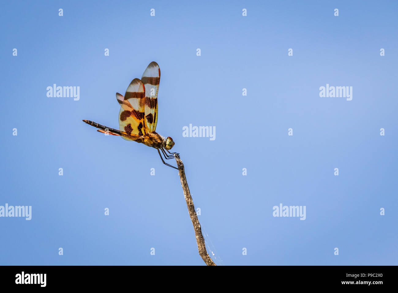 Halloween Pennant (Celithemis eponina) dragonfly appollaiato su un ramo sottile. Foto Stock