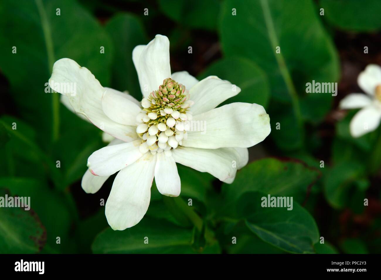 California Anemopsis Yerba mansa lizard coda testa di fiori Foto Stock