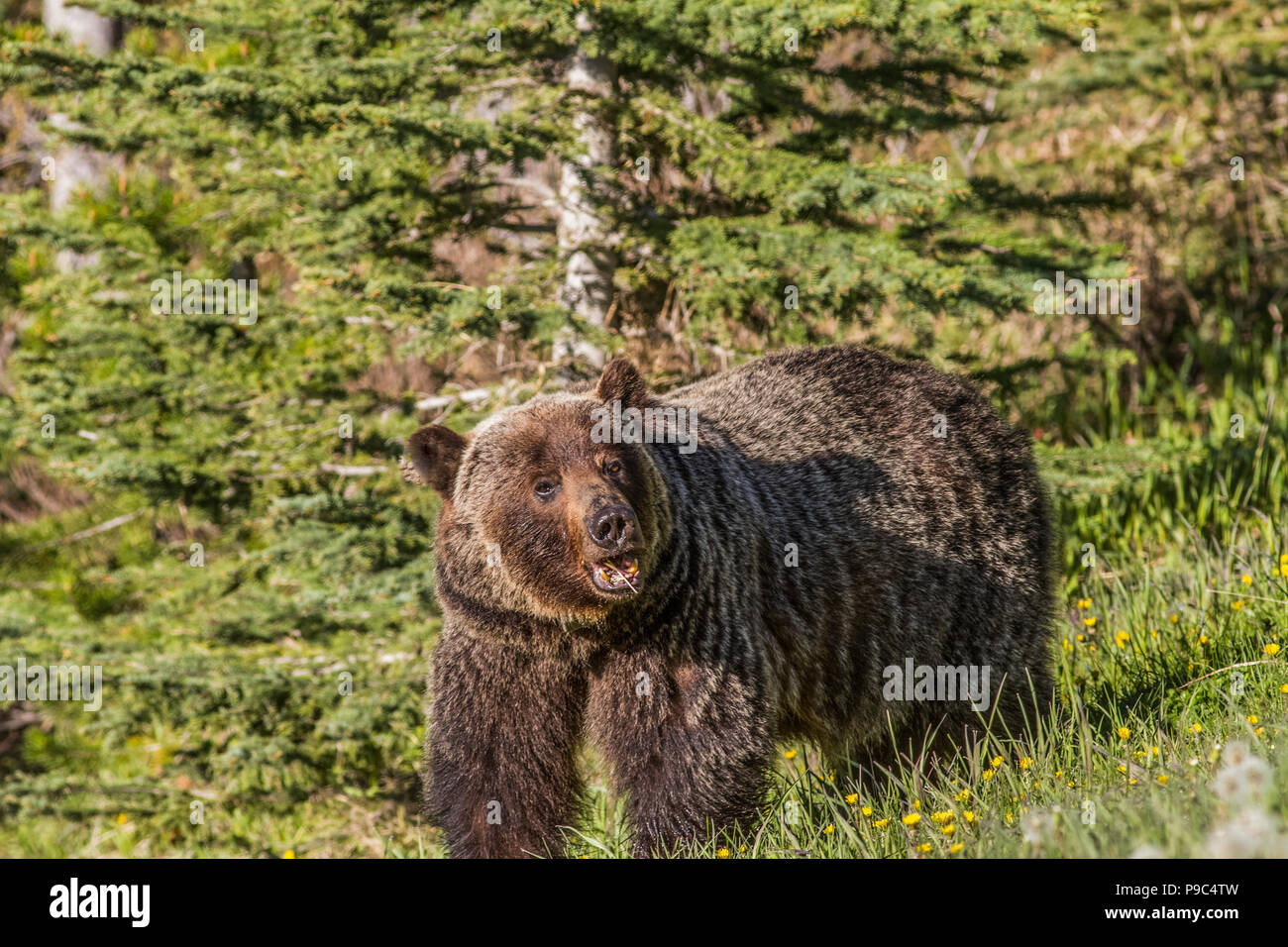 Orso grizzly femmina (Ursus arctos horribilis) sulla testa, il livello degli occhi, colpo di grizzly femmina, con la bocca aperta. Foto Stock