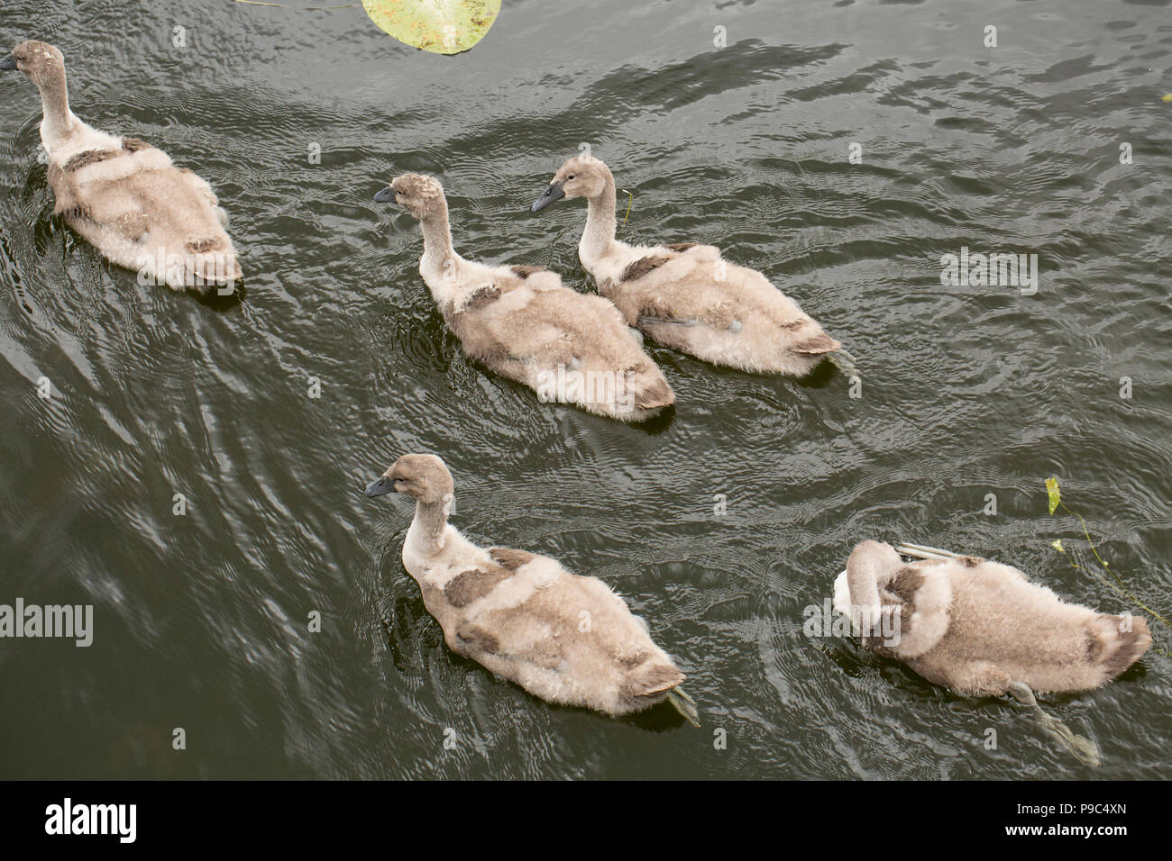 Cigno cygnets, Cygnus olor, visto dal Sturminster Newon città ponte di nuoto nel Dorset Stour fiume. Il Dorset England Regno Unito GB Foto Stock