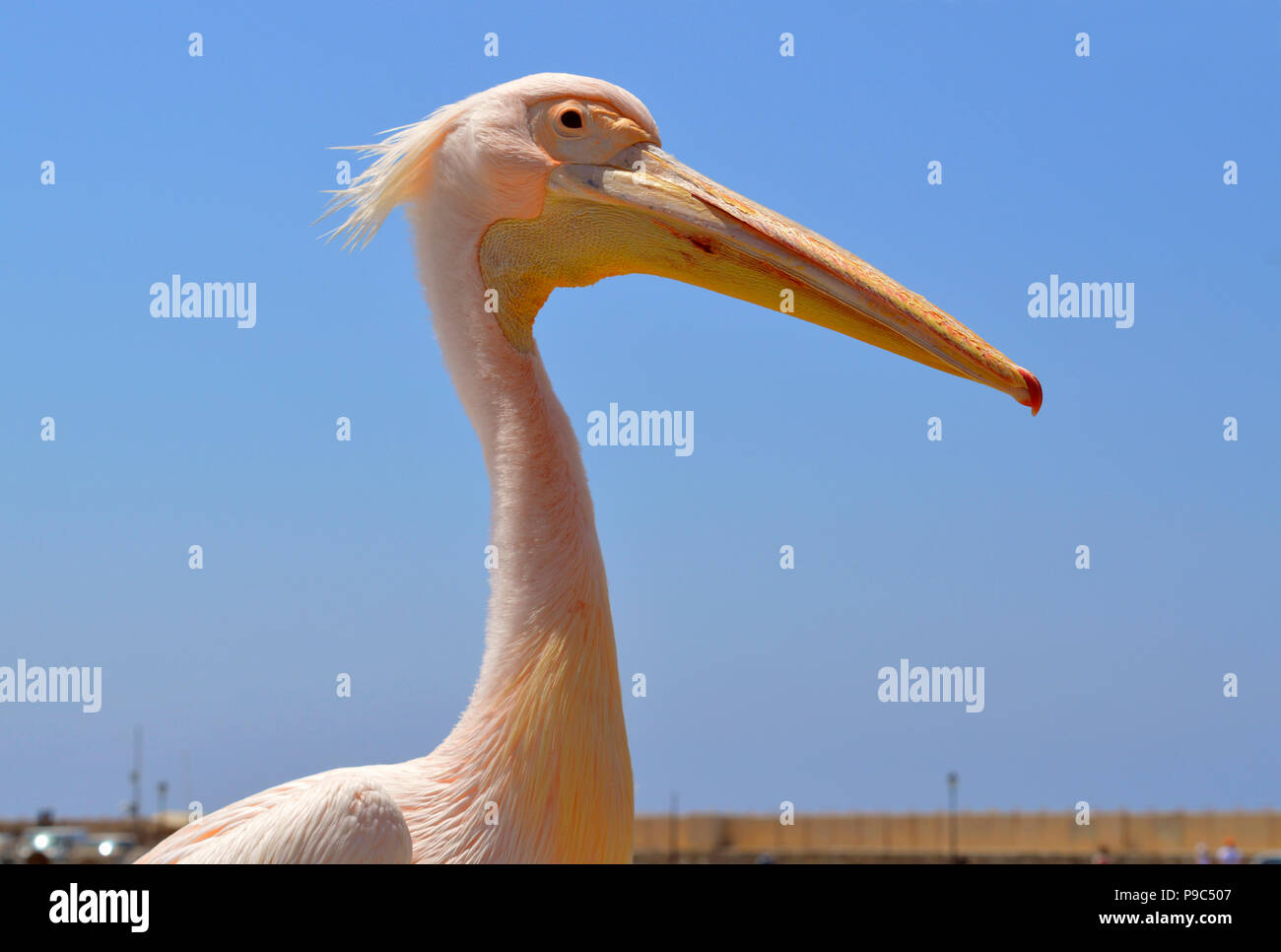 Una rosa pelican è un visitatore regolare al porto di Paphos in Cipro Foto Stock