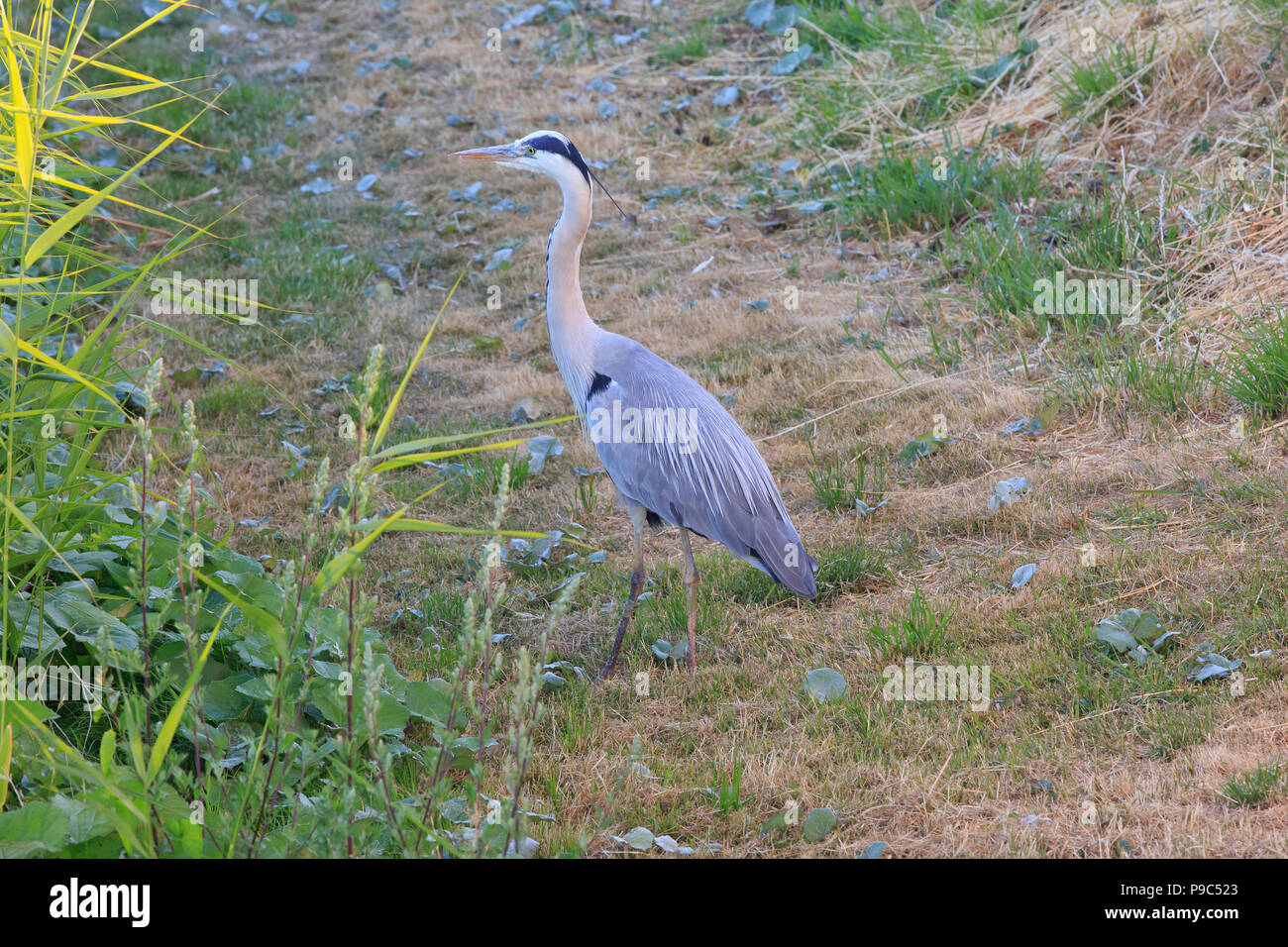 Un Airone cinerino (Ardea cinerea) alla ricerca di una preda nel fossato del Kastellet (Cittadella) di Copenhagen, Danimarca Foto Stock