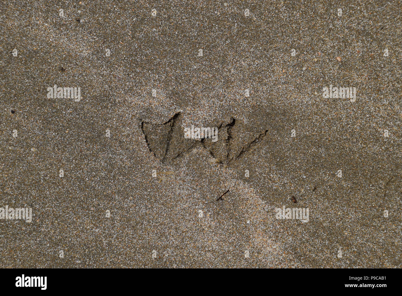 Tracce di un gabbiano sulla sabbia dal mare. Foto Stock