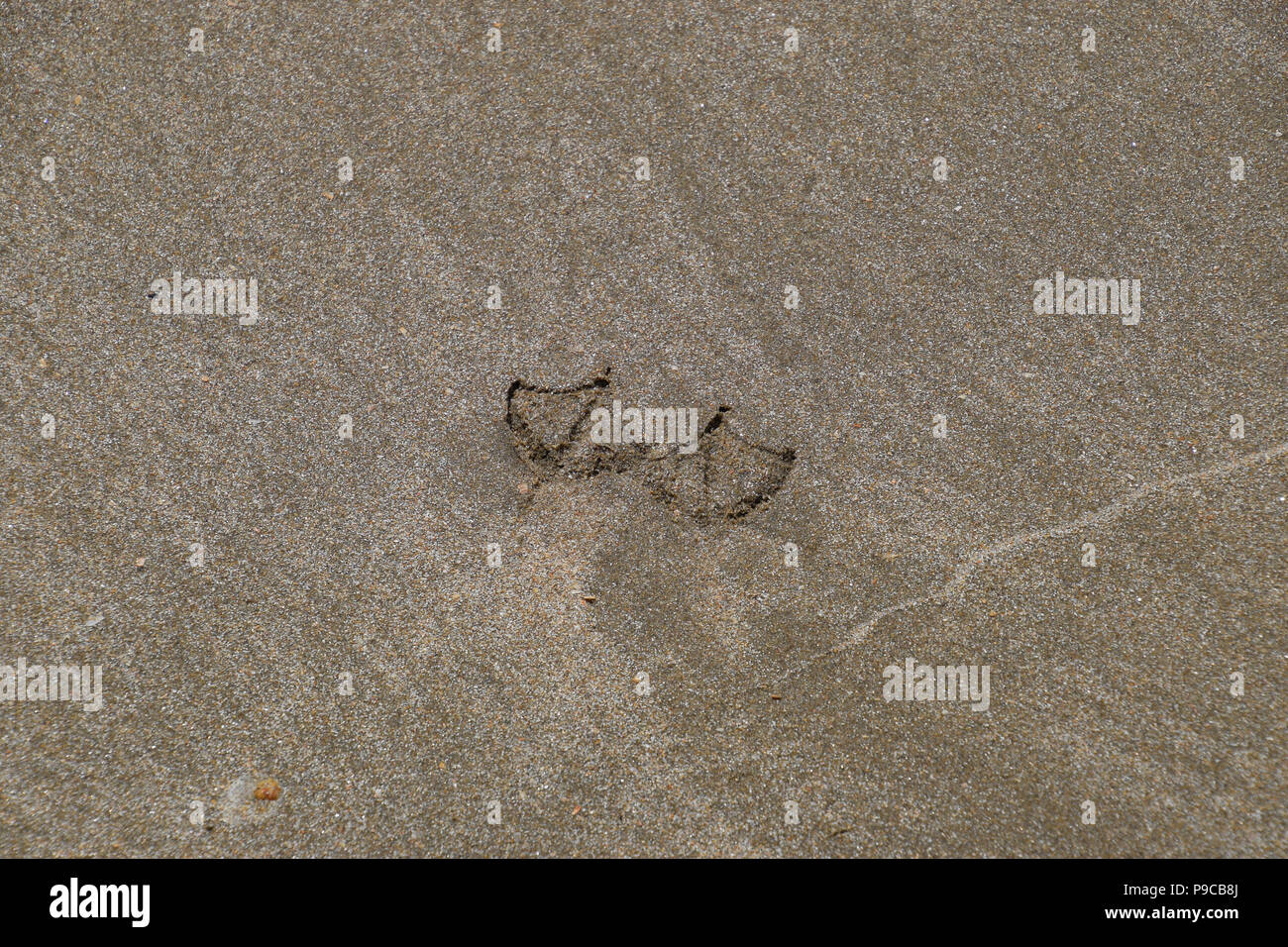 Tracce di un gabbiano sulla sabbia dal mare. Foto Stock