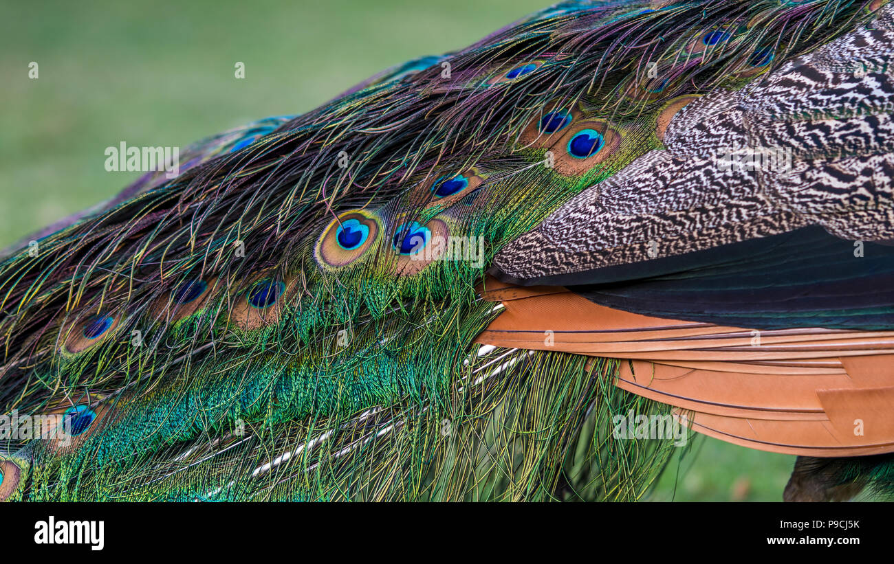 Primo piano di una bella femmina indiana blu pavone. Pavo cristatate peahen uccello, arroccato su una recinzione in una foresta verde. Foto Stock