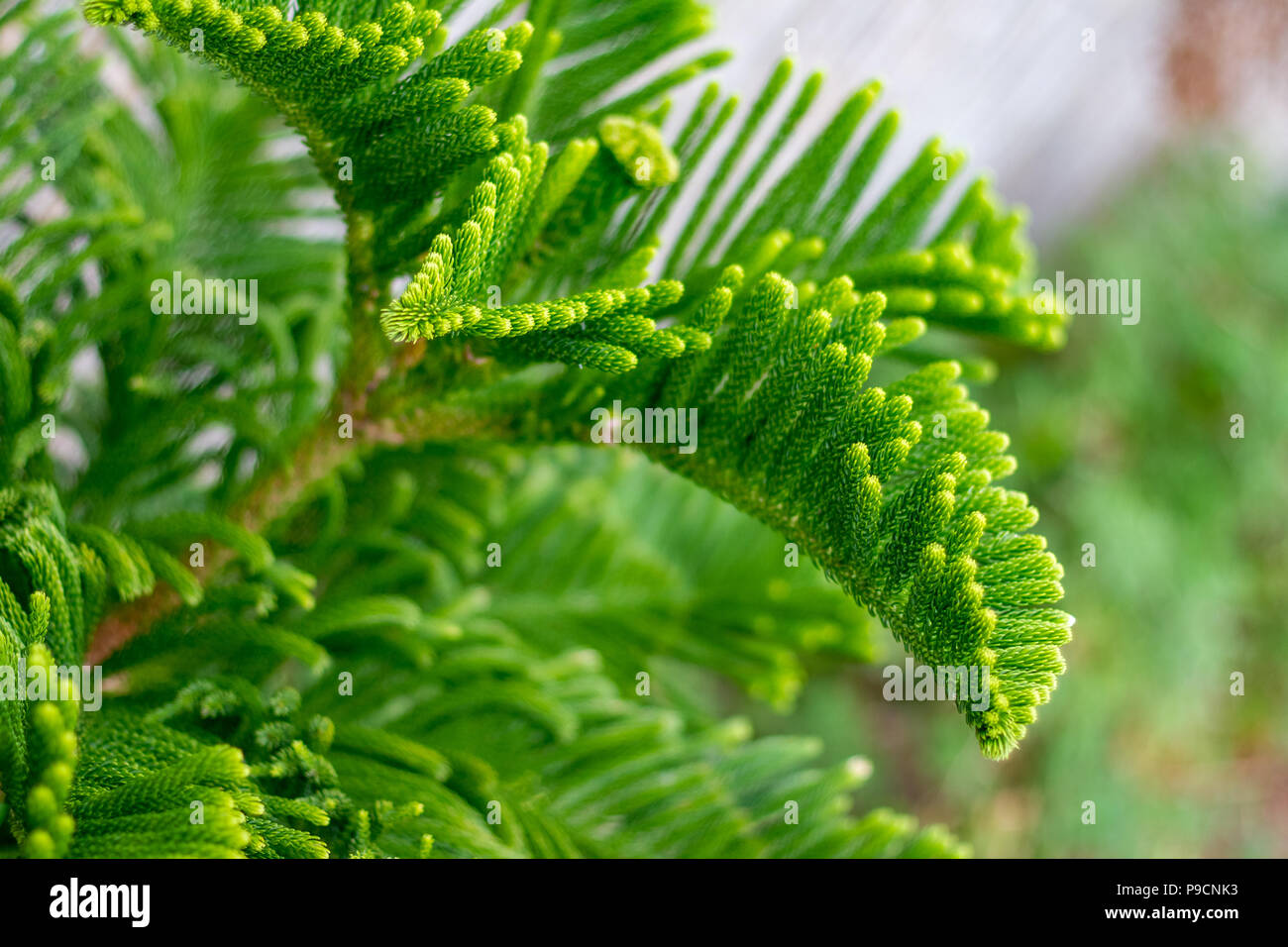 Gli aghi di un giovane ramo verde di pino, close-up con immagini molto selettiva di messa a fuoco poco profonda Foto Stock