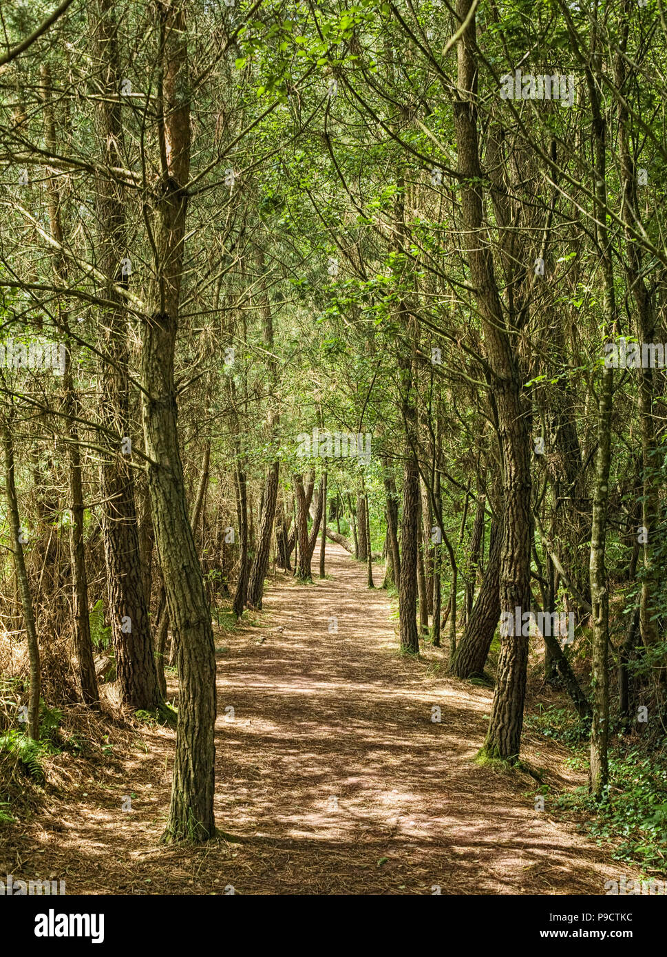 Percorso del bosco attraverso la foresta incantata a Broceliande foresta, Ille et Vilaine Bretagna, Francia, Europa Foto Stock