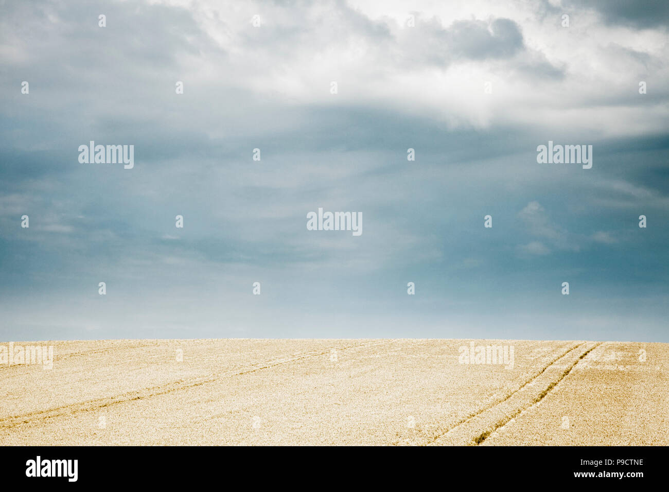 Ripe golden campo di grano sotto un cielo tempestoso, Francia, Europa Foto Stock