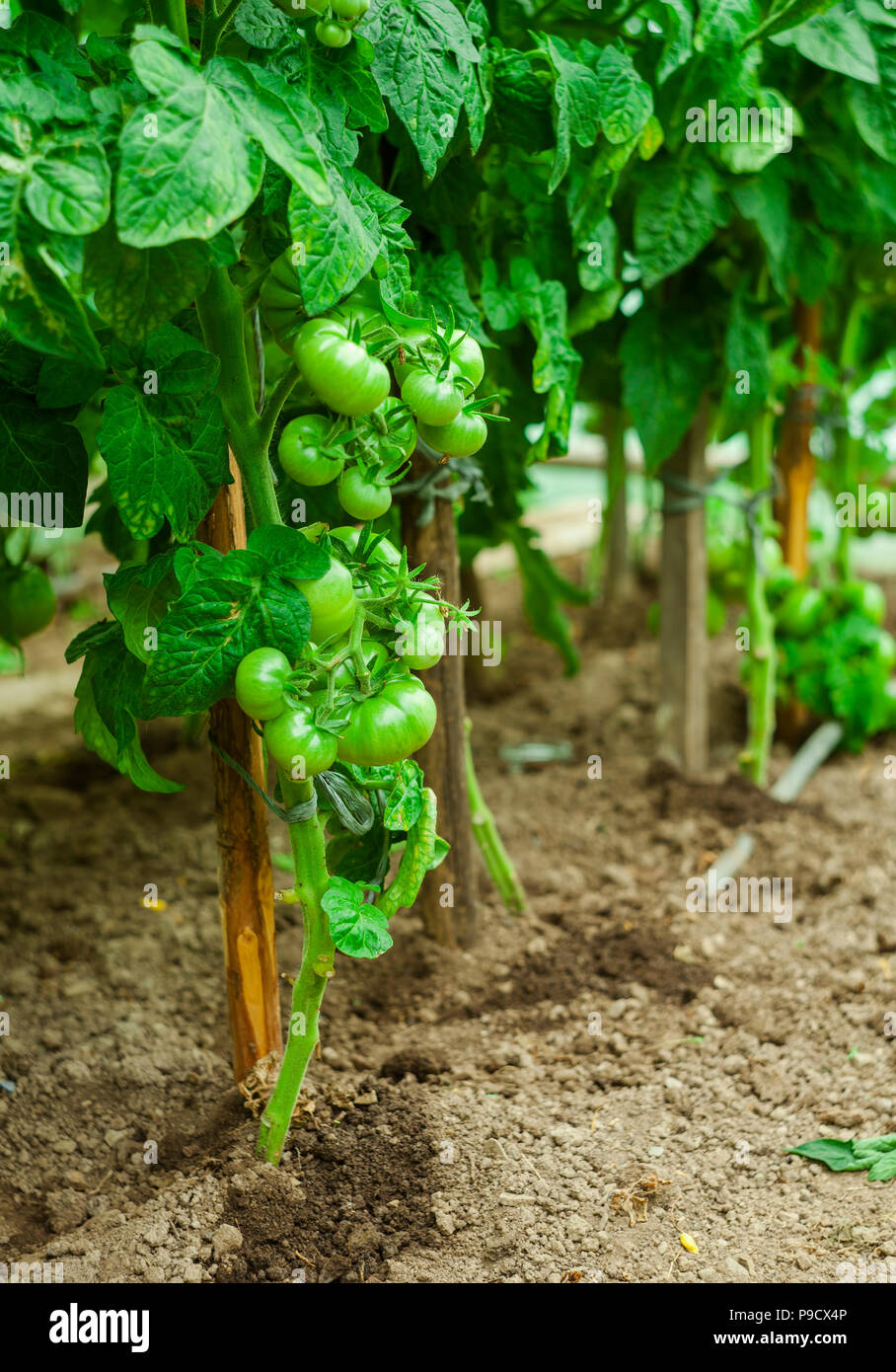 Verde di piante di pomodoro, agricoltura foto Foto Stock