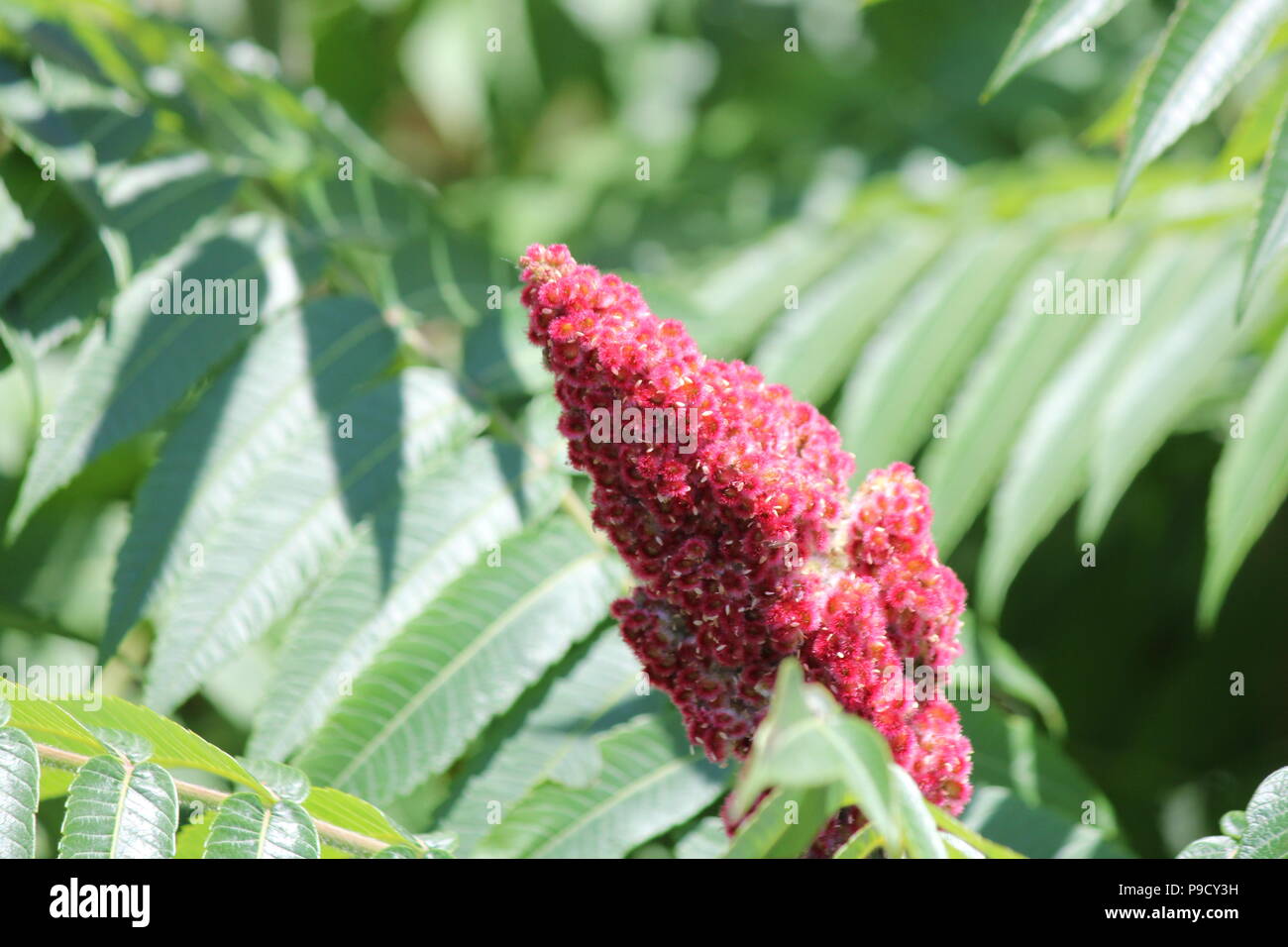 La Staghorn Sumac bush, foglie e red bob crescente accanto a una strada di campagna. Esso si trova principalmente nel NE e midwestern Stati Uniti, Southern & E. Ont Foto Stock