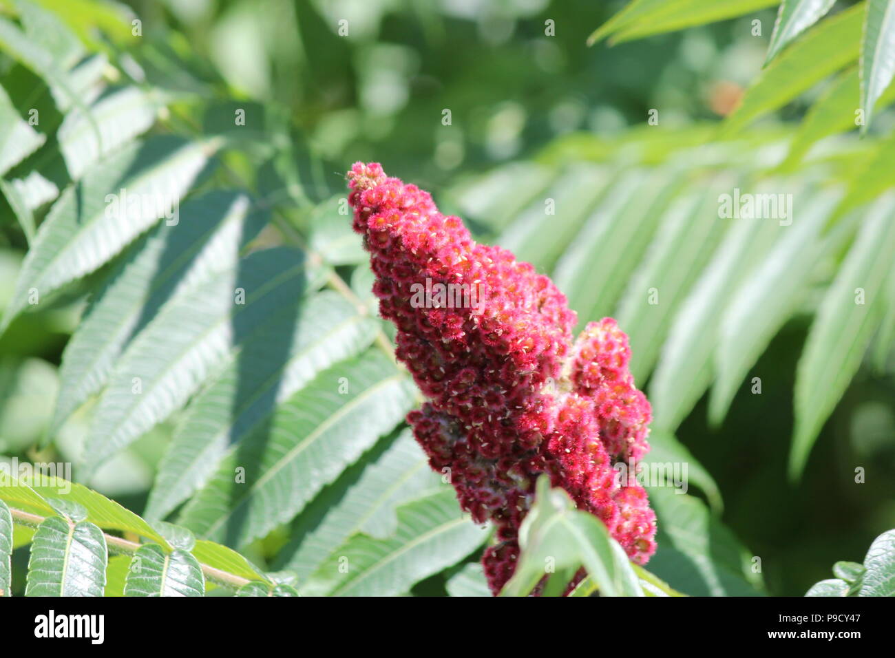 La Staghorn Sumac bush, foglie e red bob crescente accanto a una strada di campagna. Esso si trova principalmente nel NE e midwestern Stati Uniti, Southern & E. Ont Foto Stock