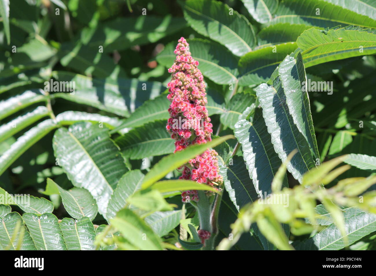 La Staghorn Sumac bush, foglie e red bob crescente accanto a una strada di campagna. Esso si trova principalmente nel NE e midwestern Stati Uniti, Southern & E. Ont Foto Stock