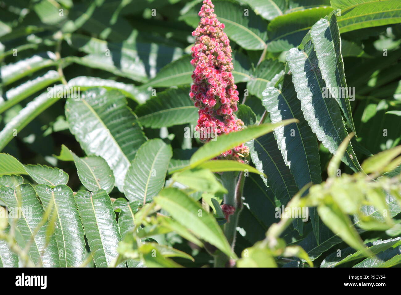 La Staghorn Sumac bush, foglie e red bob crescente accanto a una strada di campagna. Esso si trova principalmente nel NE e midwestern Stati Uniti, Southern & E. Ont Foto Stock