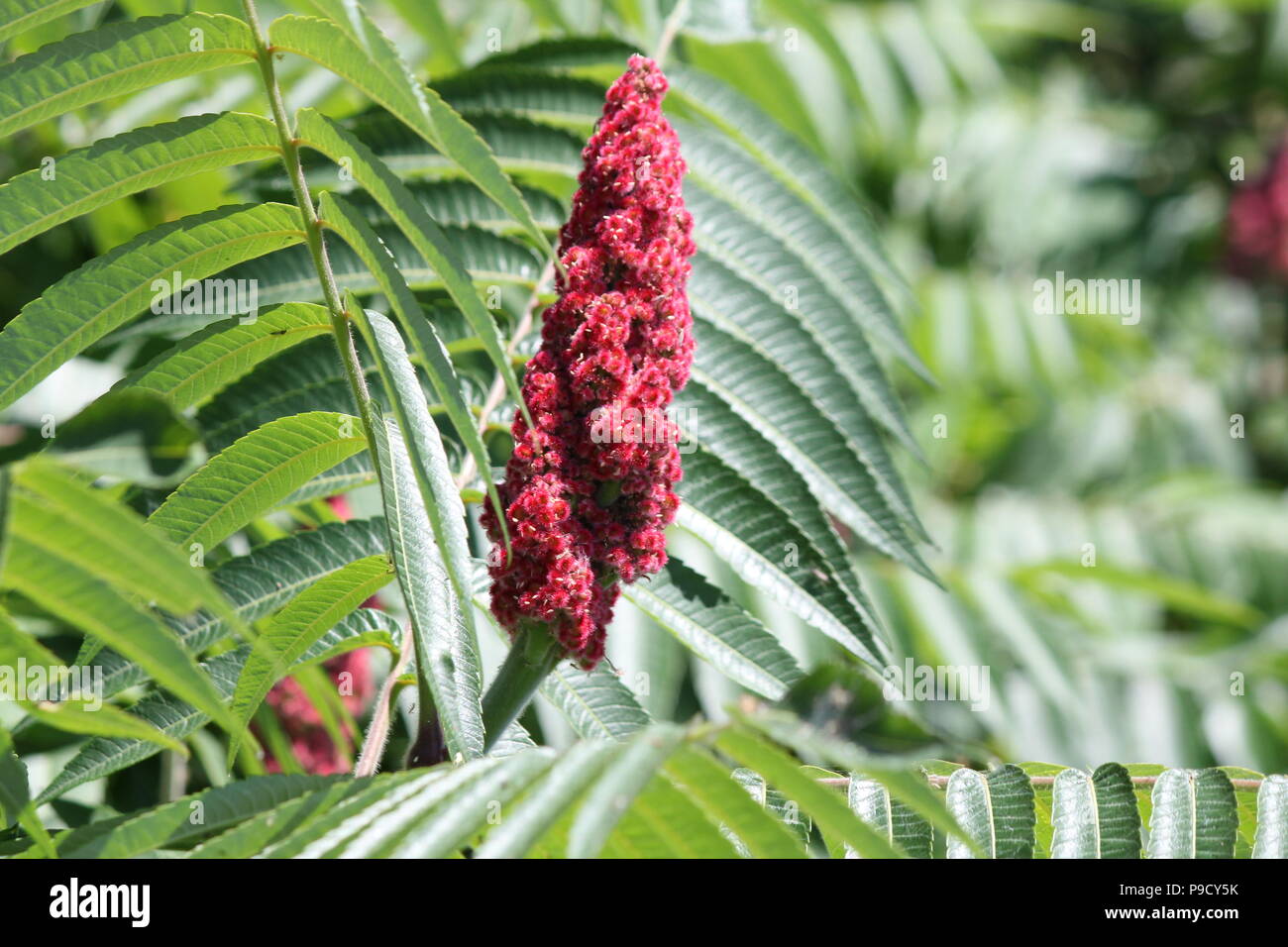 La Staghorn Sumac bush, foglie e red bob crescente accanto a una strada di campagna. Esso si trova principalmente nel NE e midwestern Stati Uniti, Southern & E. Ont Foto Stock
