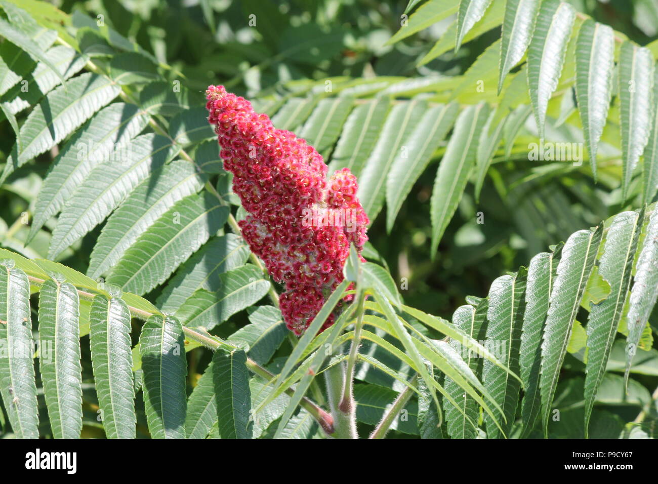 La Staghorn Sumac bush, foglie e red bob crescente accanto a una strada di campagna. Esso si trova principalmente nel NE e midwestern Stati Uniti, Southern & E. Ont Foto Stock