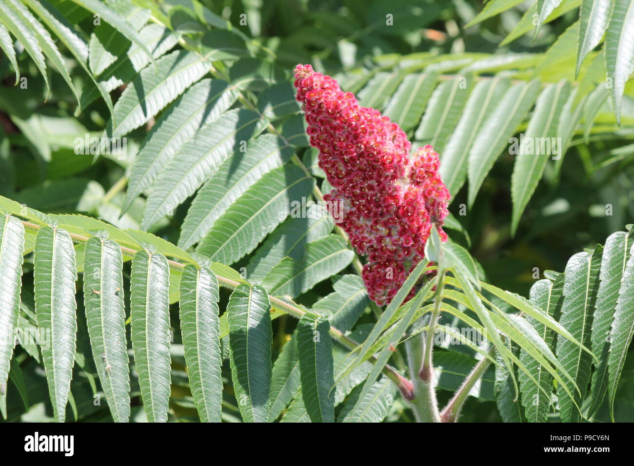 La Staghorn Sumac bush, foglie e red bob crescente accanto a una strada di campagna. Esso si trova principalmente nel NE e midwestern Stati Uniti, Southern & E. Ont Foto Stock