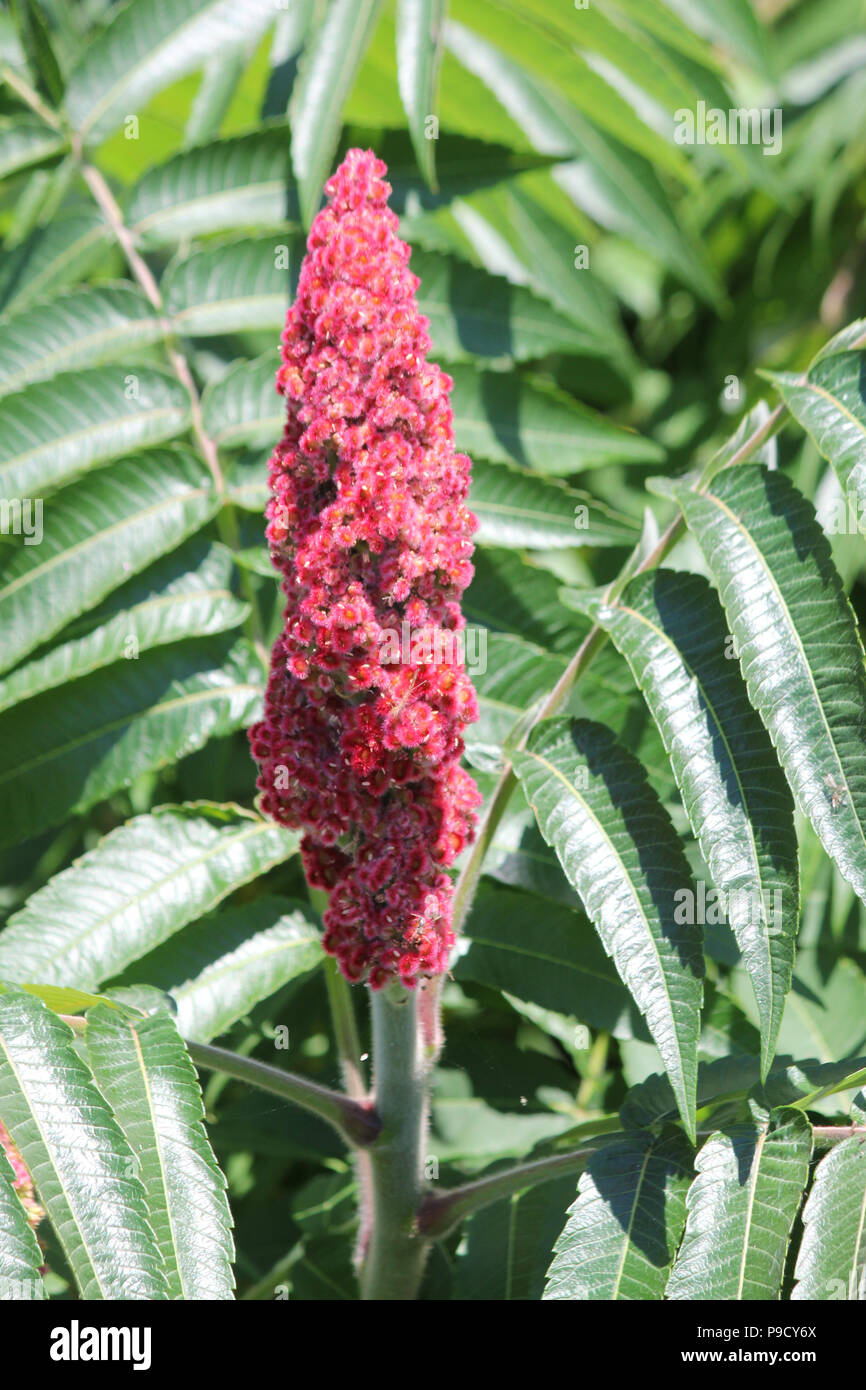 La Staghorn Sumac bush, foglie e red bob crescente accanto a una strada di campagna. Esso si trova principalmente nel NE e midwestern Stati Uniti, Southern & E. Ont Foto Stock