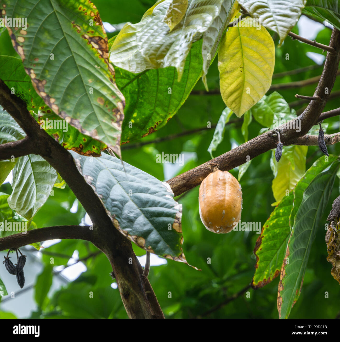 Cocoa Tree con cacao pod Foto Stock
