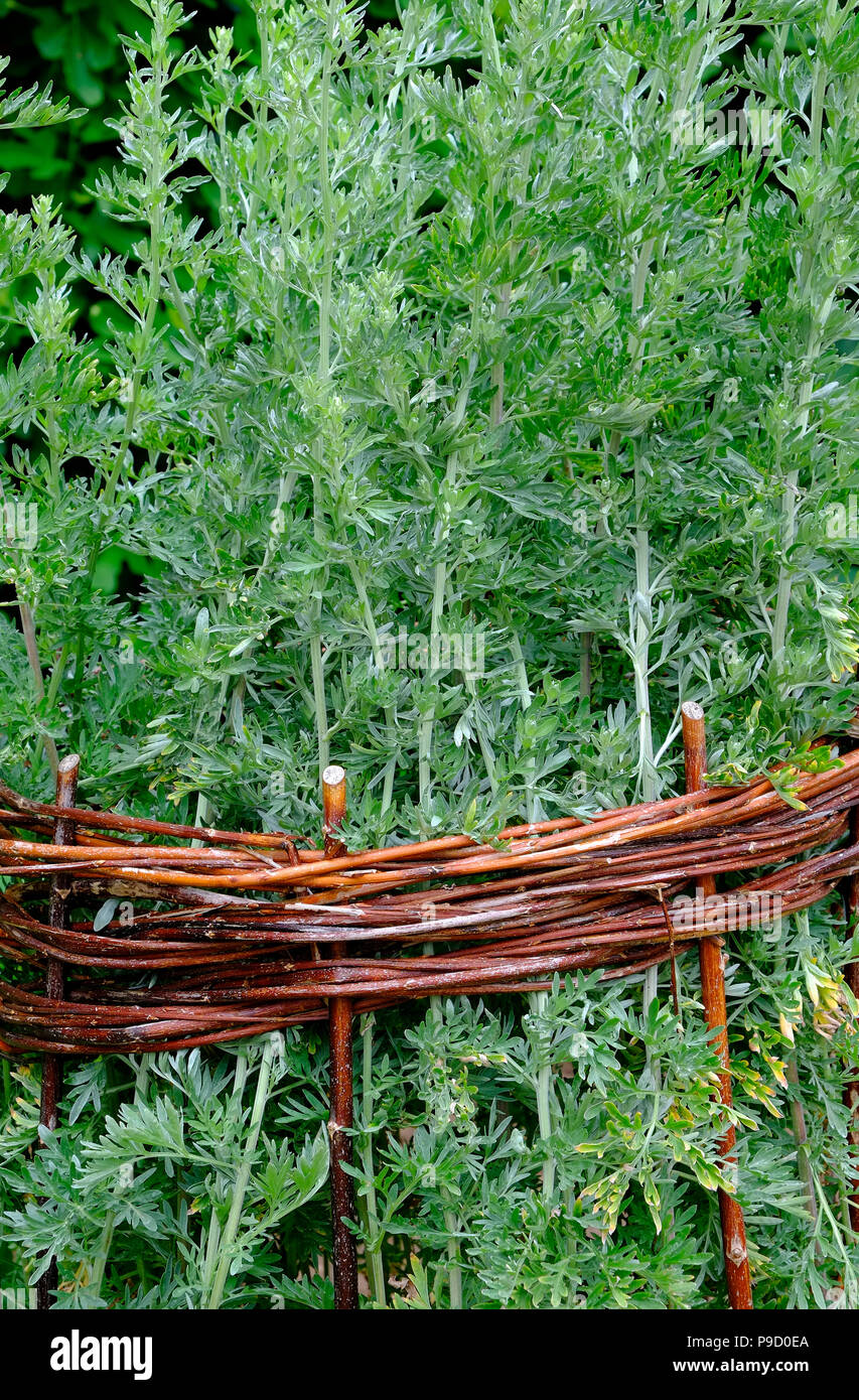 Assenzio pianta di erbe in willow telaio di supporto Foto Stock