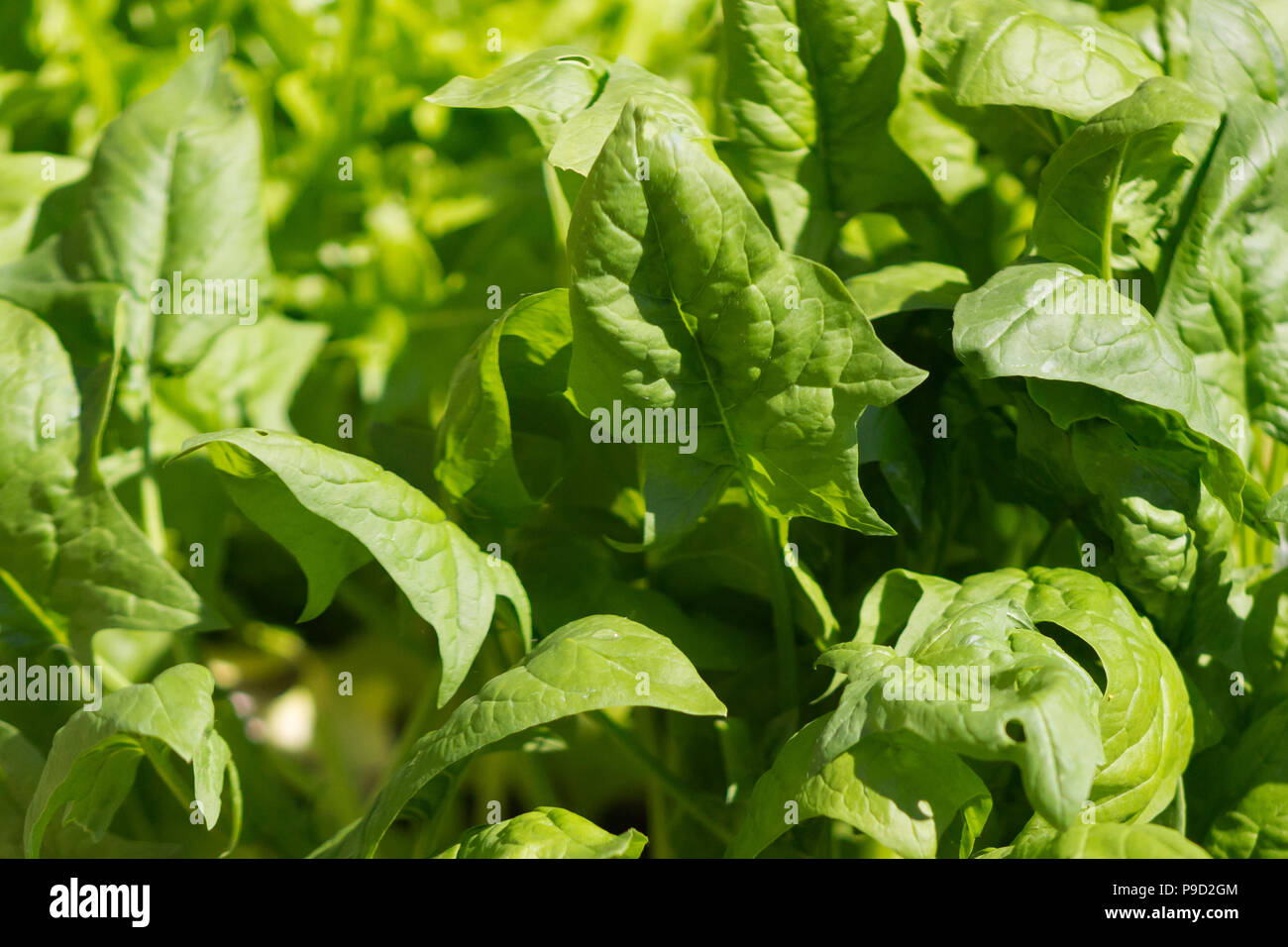 Organici freschi caserecci Lavewa spinaci in crescita in un rilievo-letto giardino Foto Stock