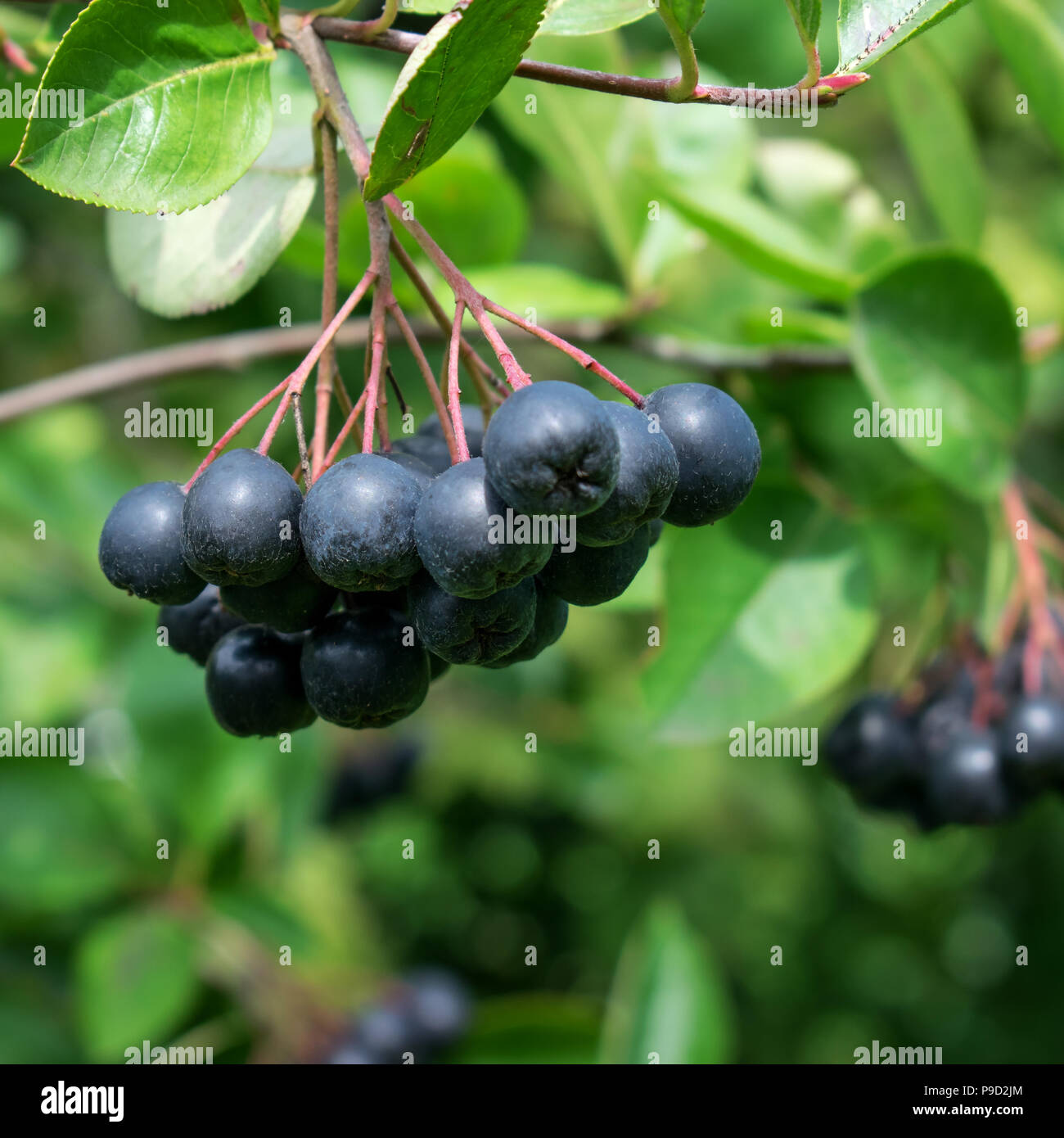 Bacche di Aronia (Aronia melanocarpa, Black Chokeberry) cresce in giardino. Foto Stock