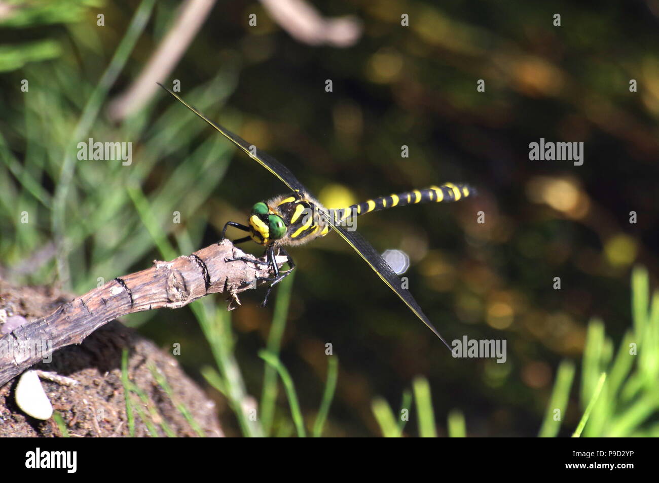 Golden inanellato libellula Foto Stock