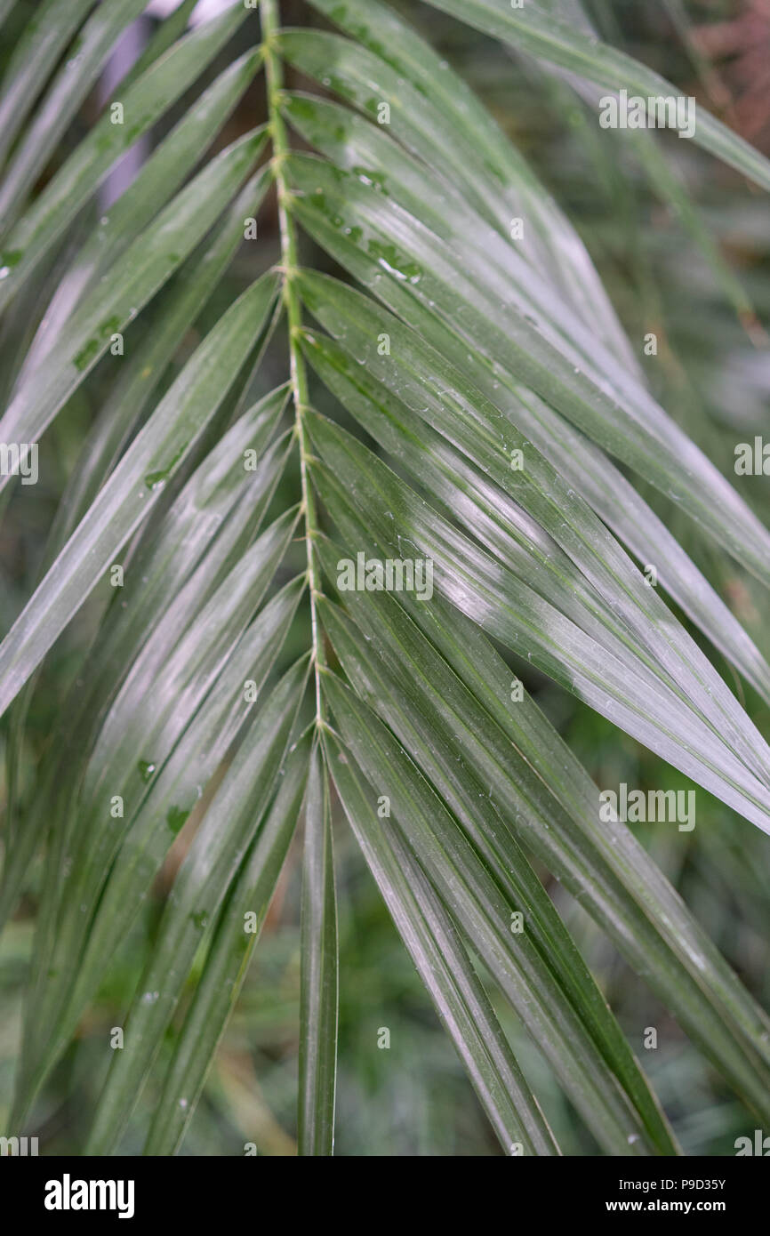 Foglie di i phonix roebelenii arecaceae dwarf data palm dal Laos Foto Stock