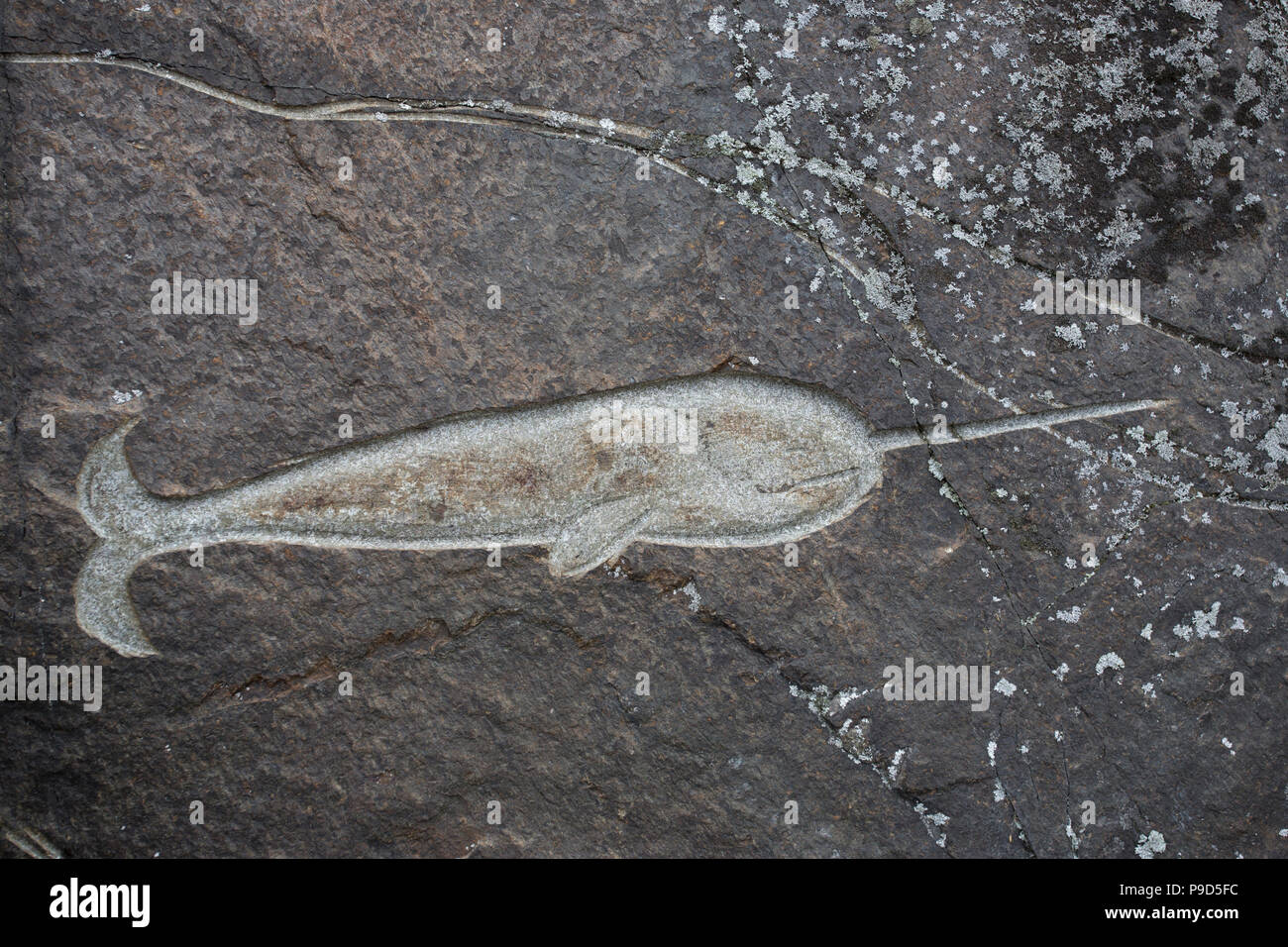 Narwhal incisione in pietra, Qaqortoq, Groenlandia Foto Stock