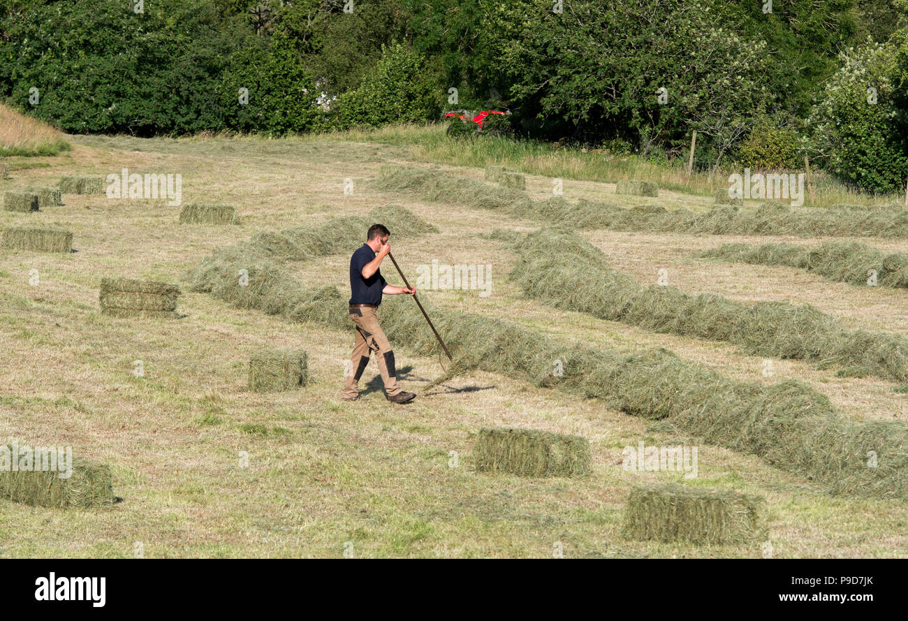 Agricoltore la rastrellatura fino allentato bit di fieno in hayfield vicino Keld nel Yorkshire Dales National Park, Regno Unito. Foto Stock