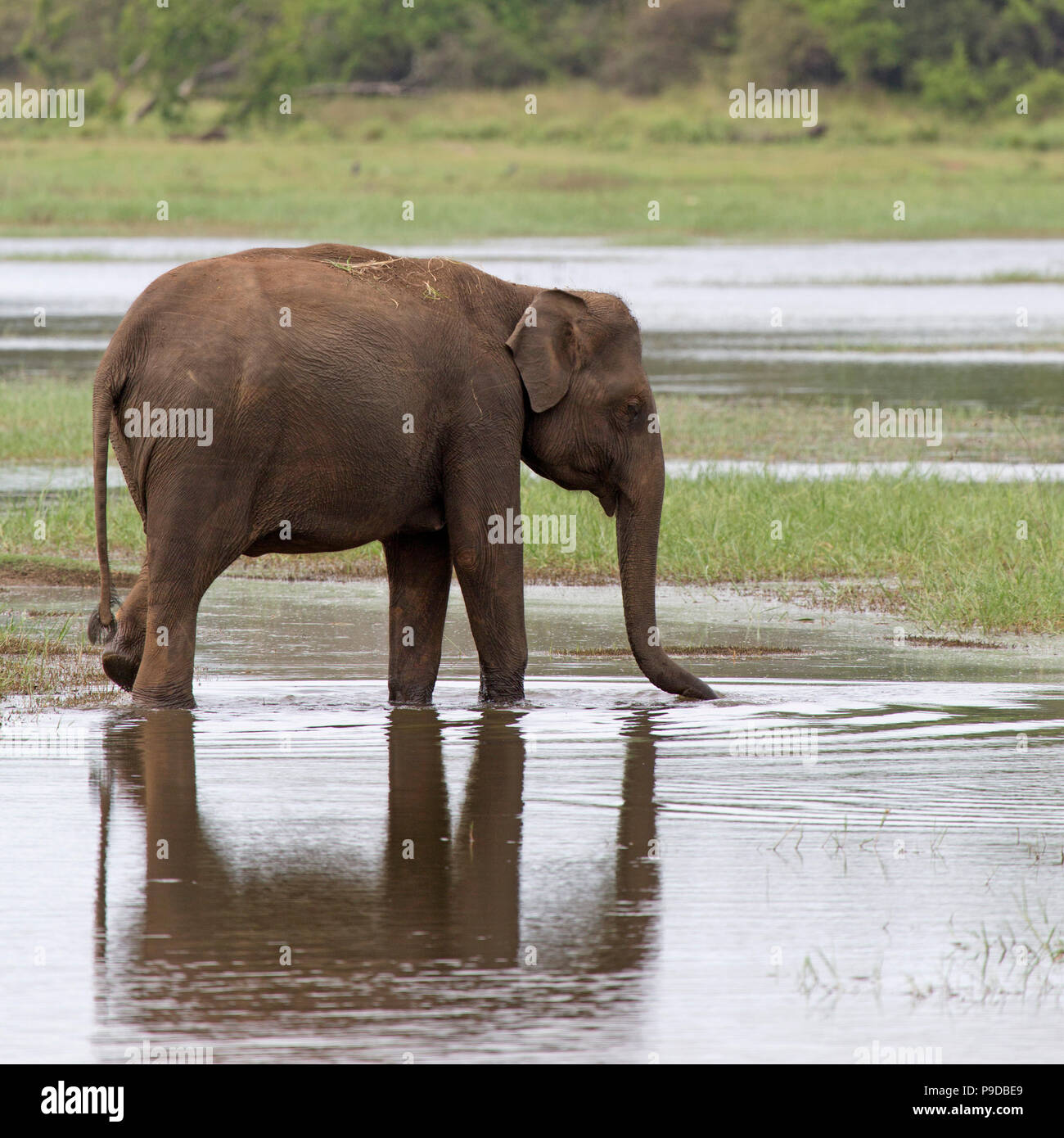 Elephant bere nel serbatoio in Minneriya National Park in Sri Lanka. Gli elefanti (Elephas maximus) sono rinomati per la riuniranno intorno al reser Foto Stock