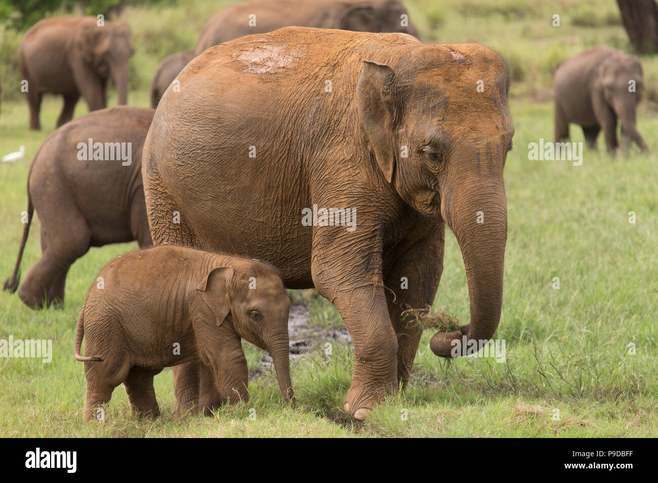 Un elefante vitello dal lato della sua madre in Minneriya National Park in Sri Lanka. Gli elefanti (Elephas maximus) sono rinomati per la riuniranno intorno a t Foto Stock