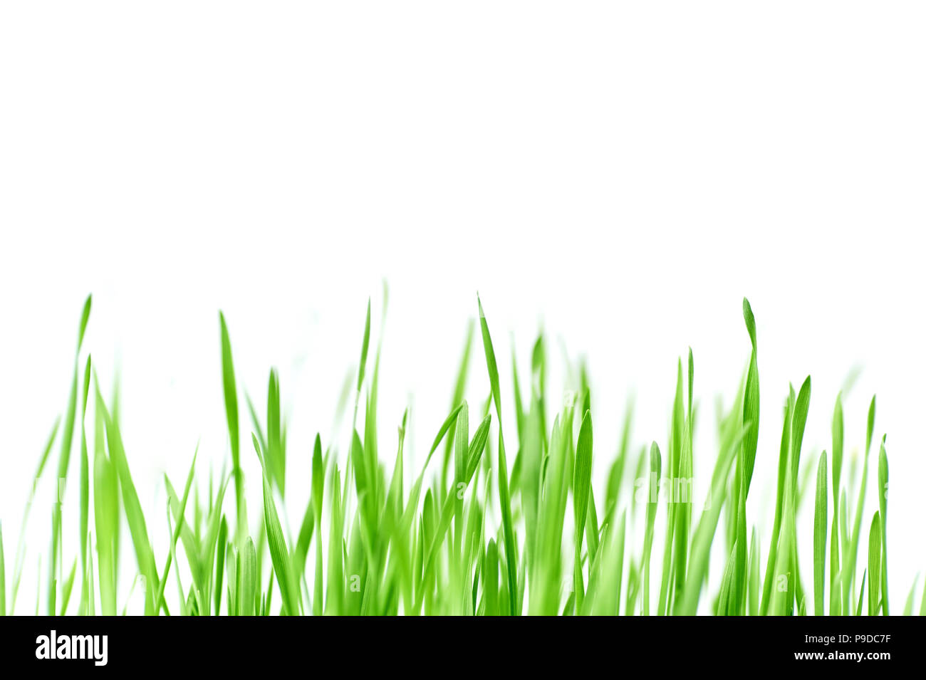 Molla di fresca erba verde con gocce di rugiada, la germinazione di grano, isolati su sfondo bianco Foto Stock